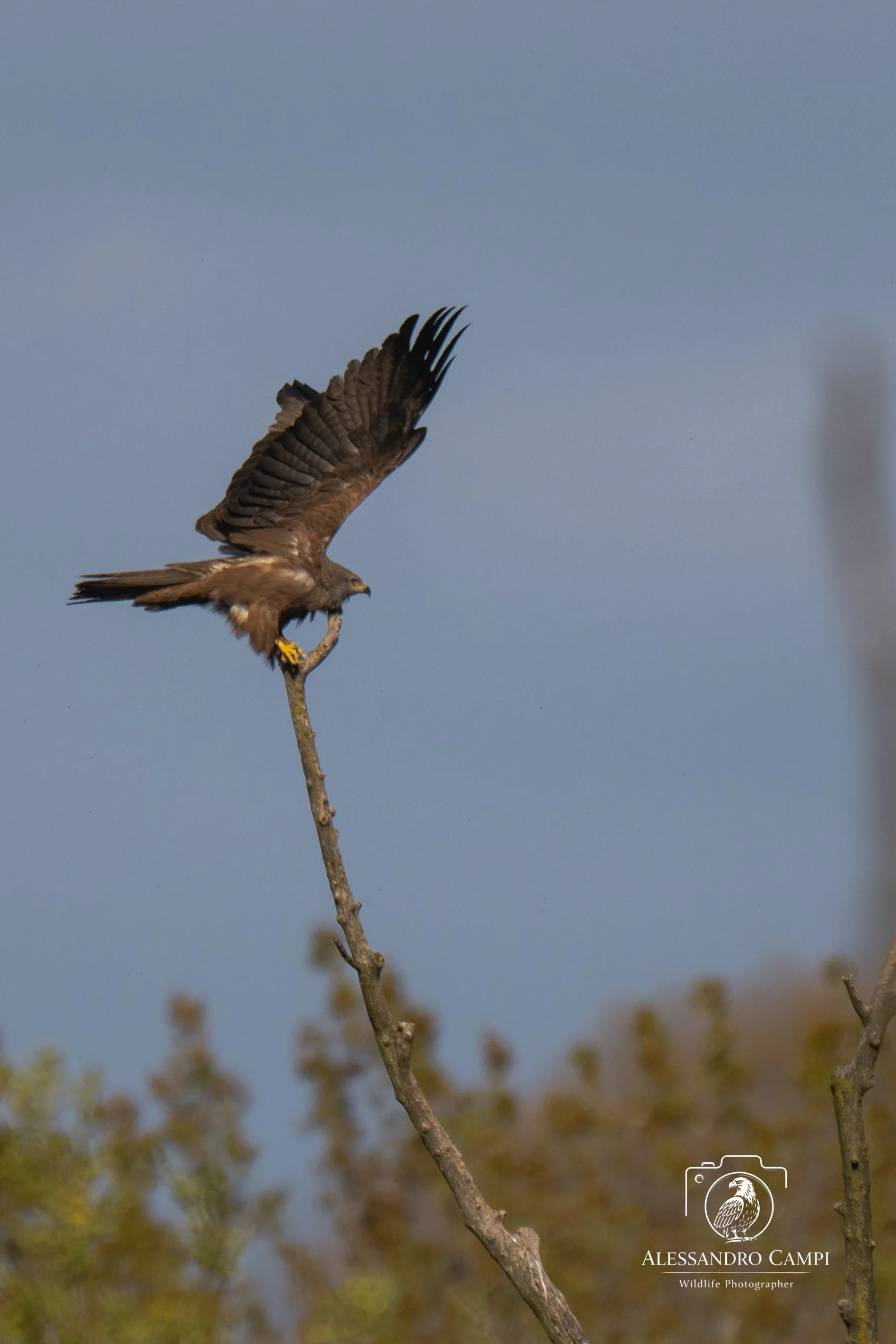 Birds (19 di 24).jpg