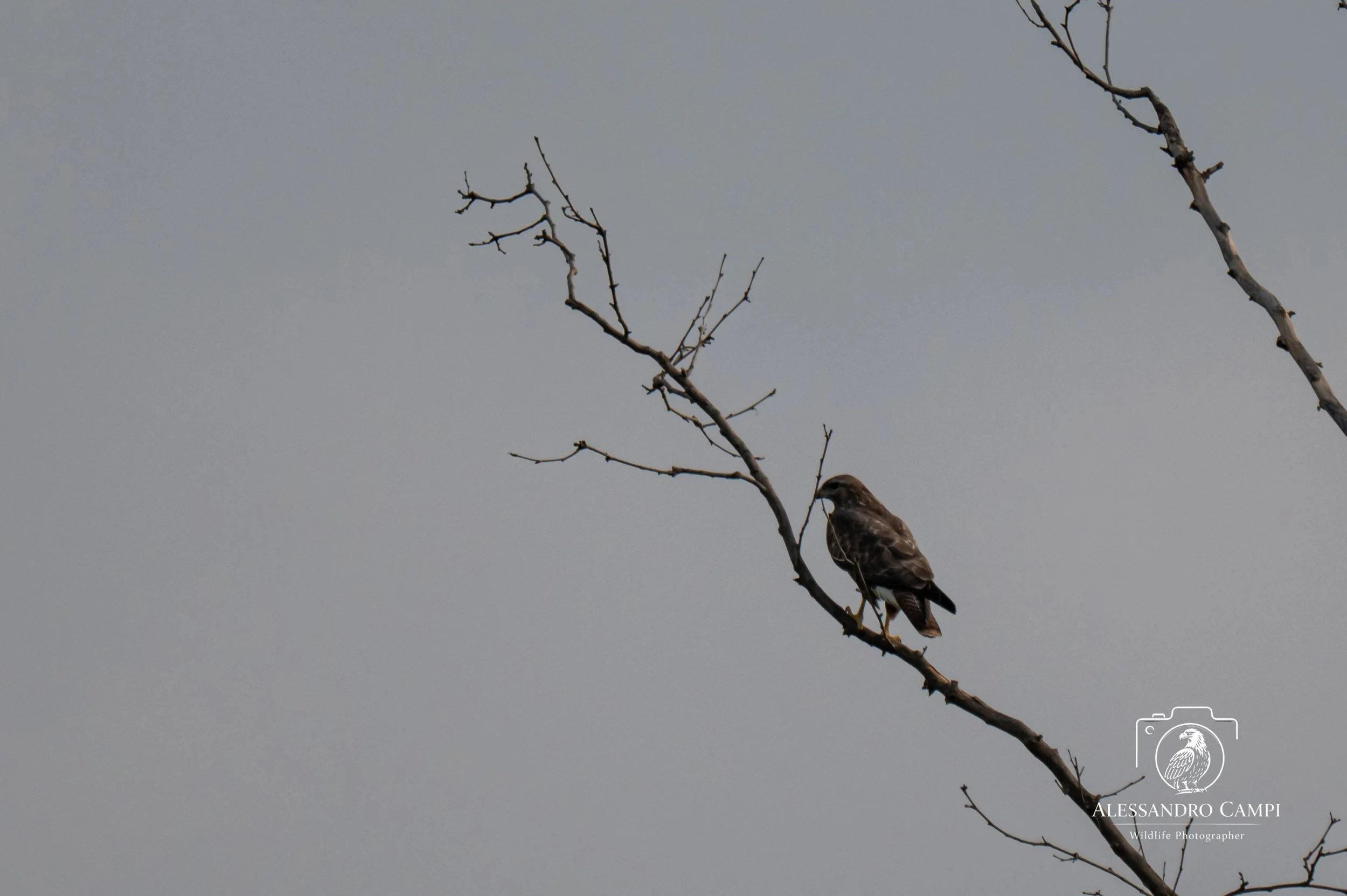 Poiana + Gazza (3 di 3).jpg