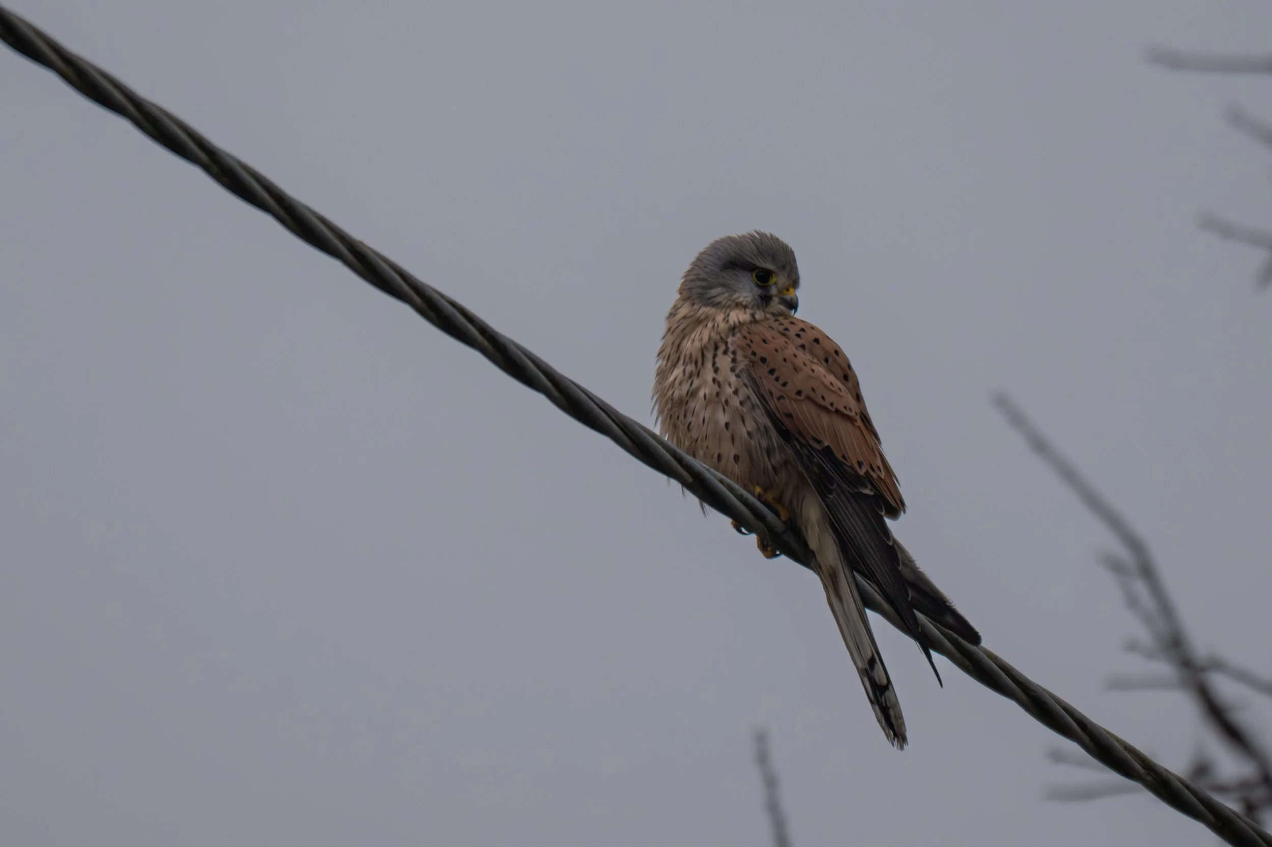 Campagna Milanese 23 gennaio 2026