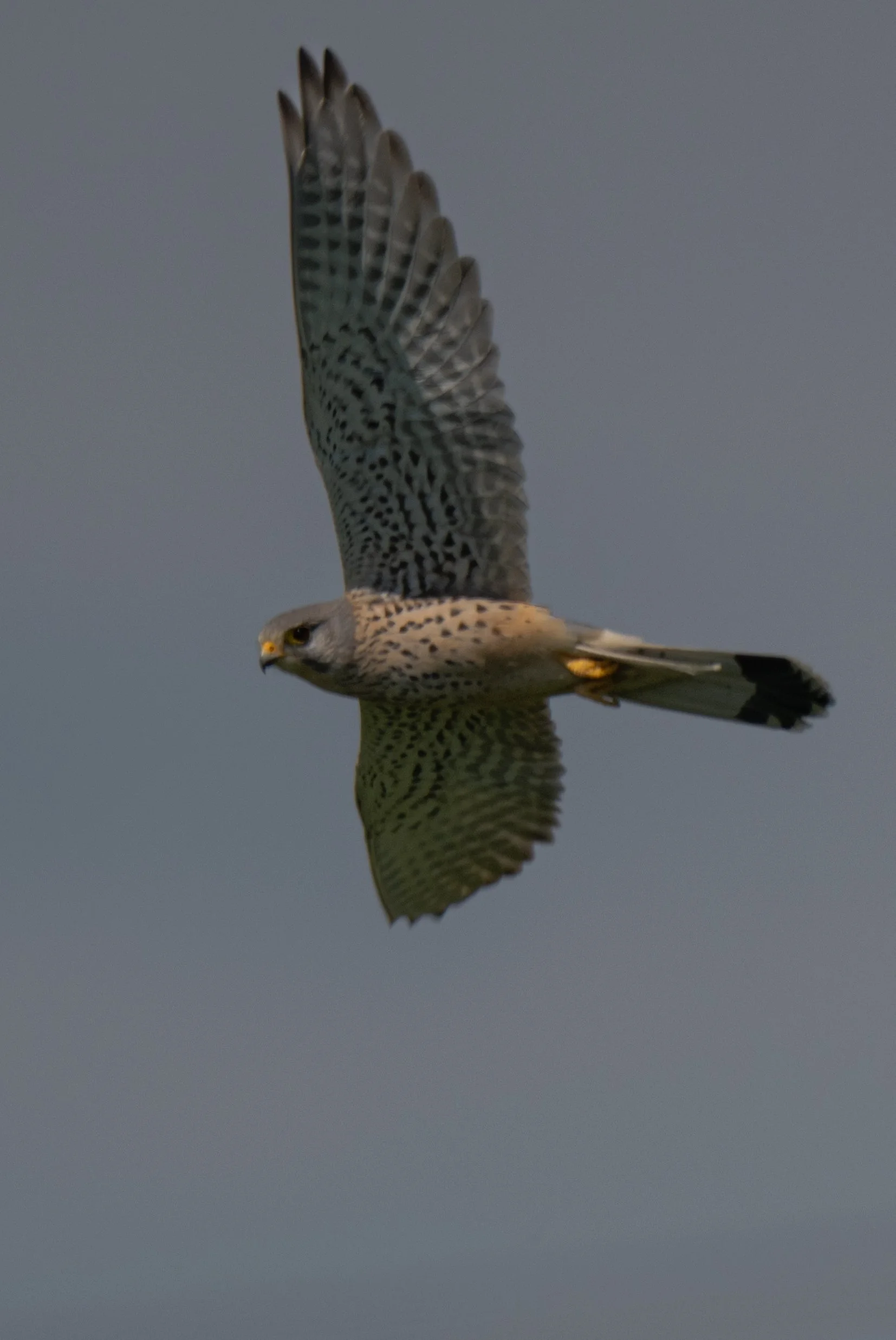 Birds (36 di 38).jpg