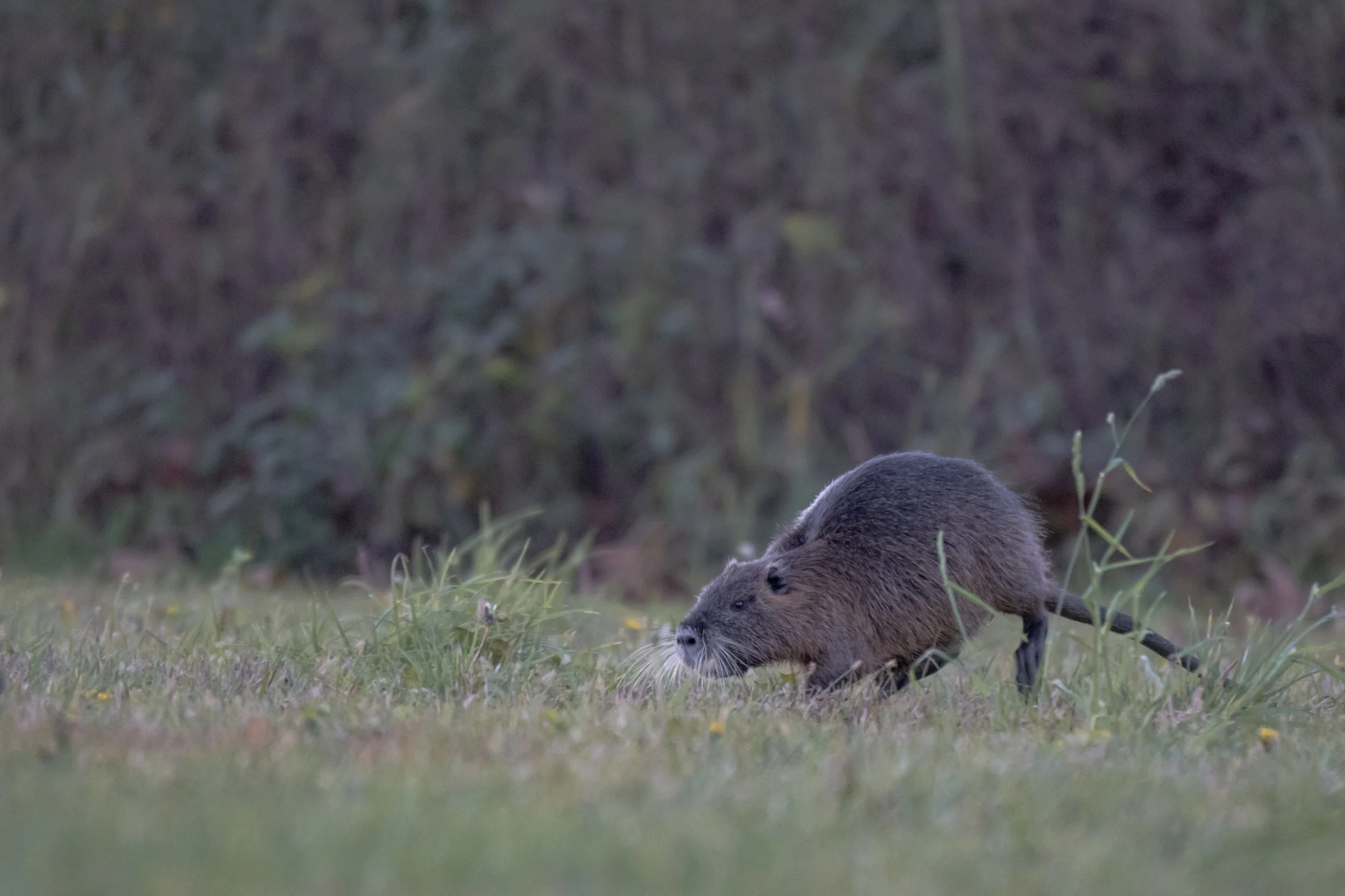 Test rep 2 (1 di 1) copia 3.jpg