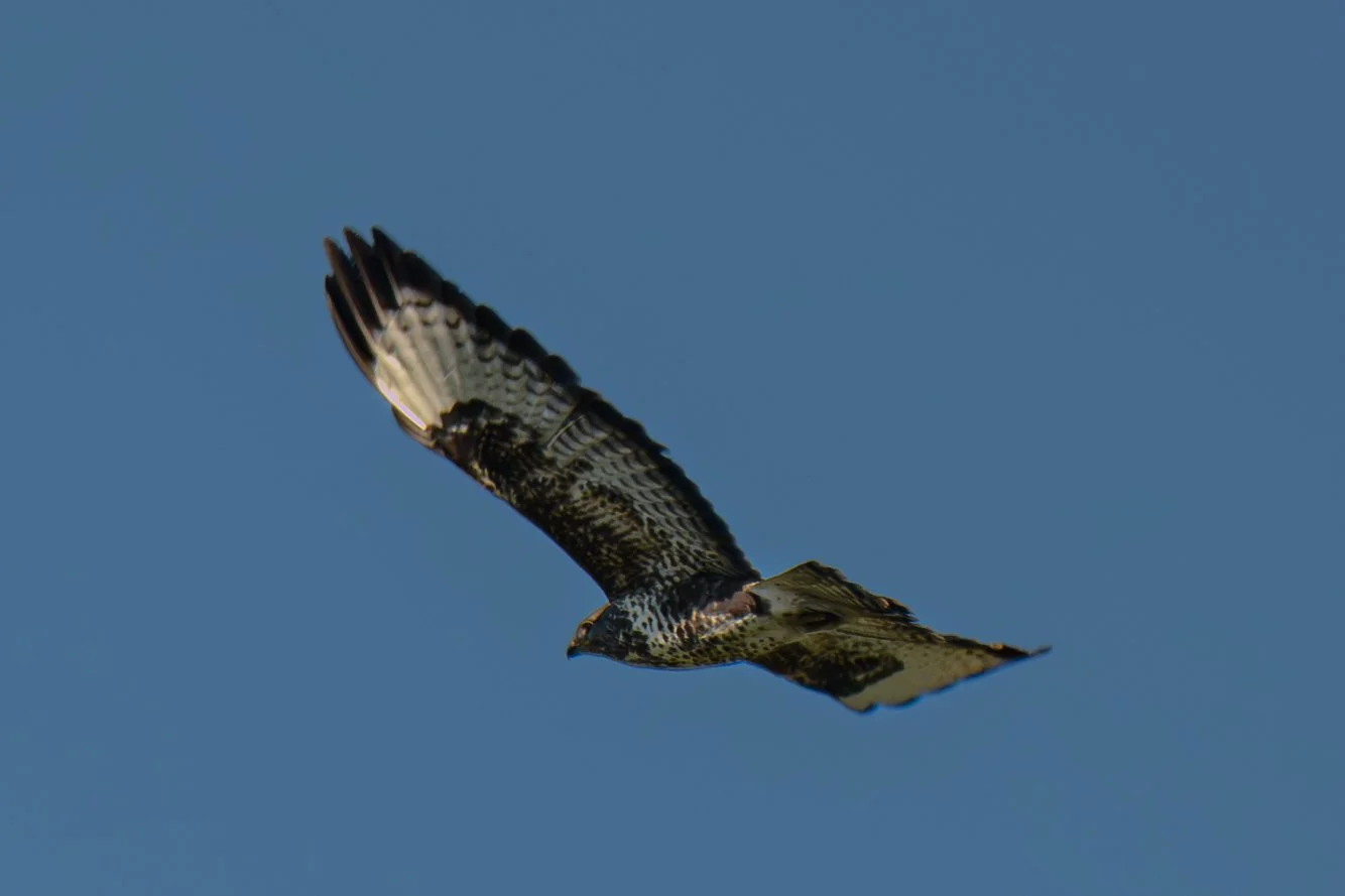 Test rep 2 (49 di 63).jpg