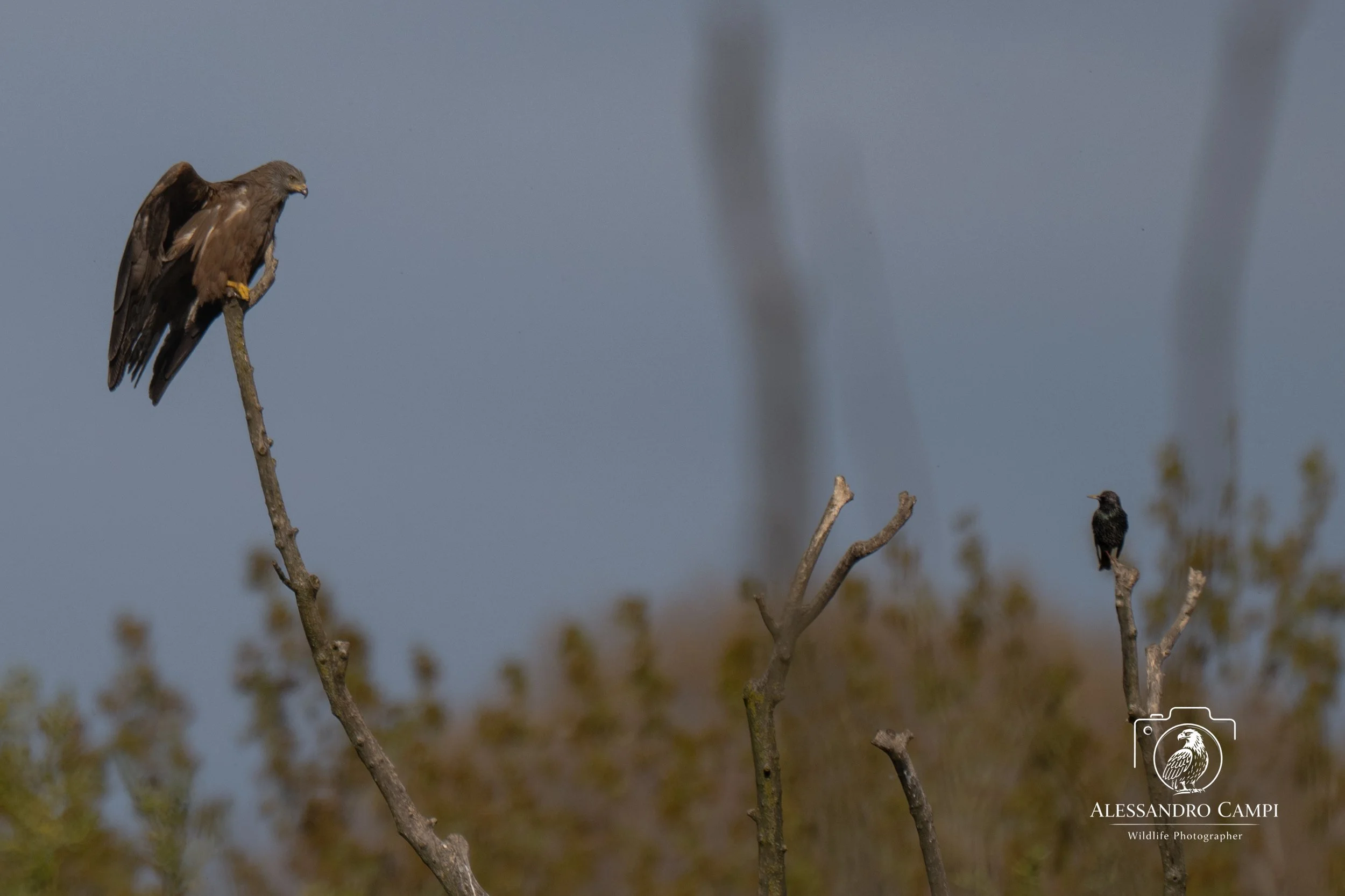 Birds (10 di 24).jpg