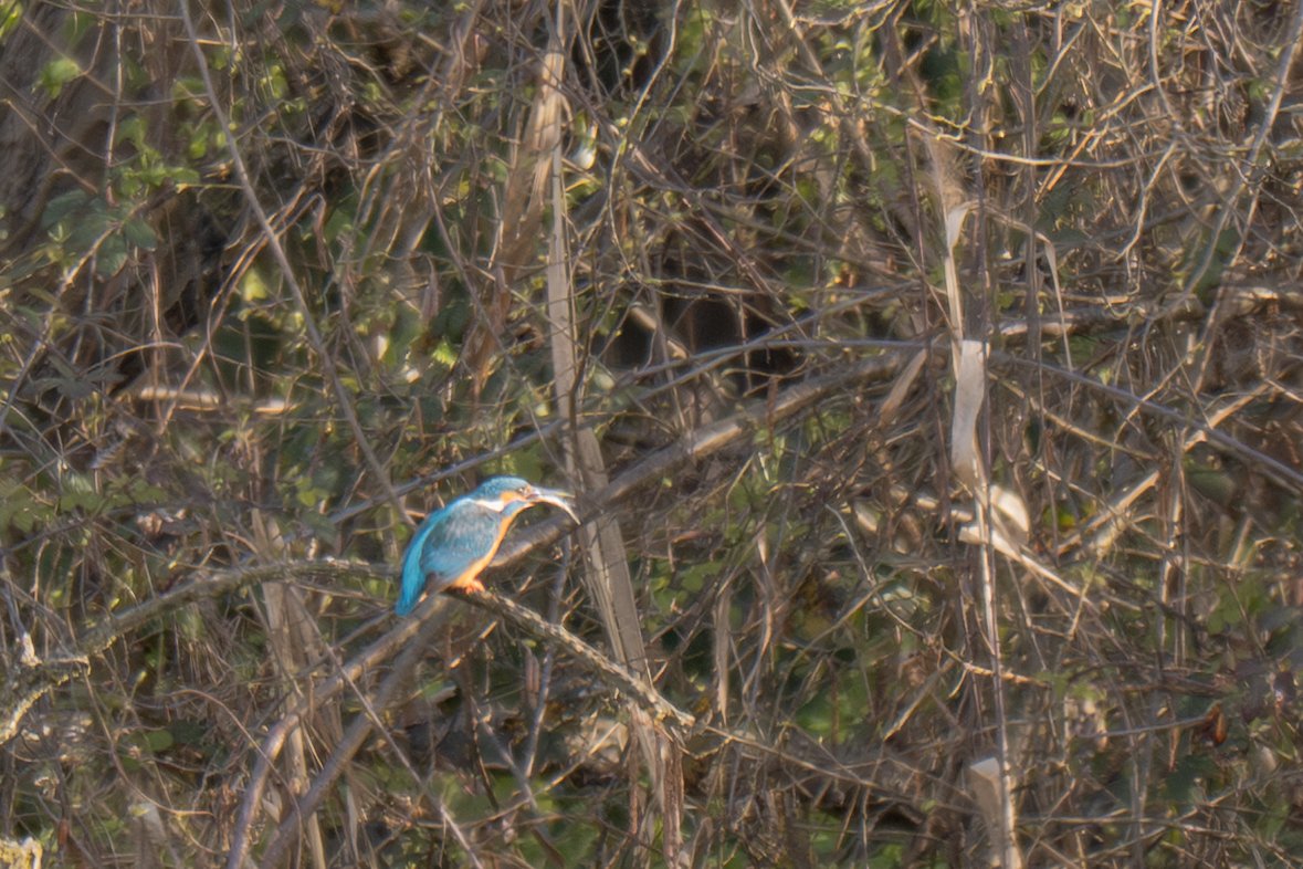 Birds (21 di 28).jpg