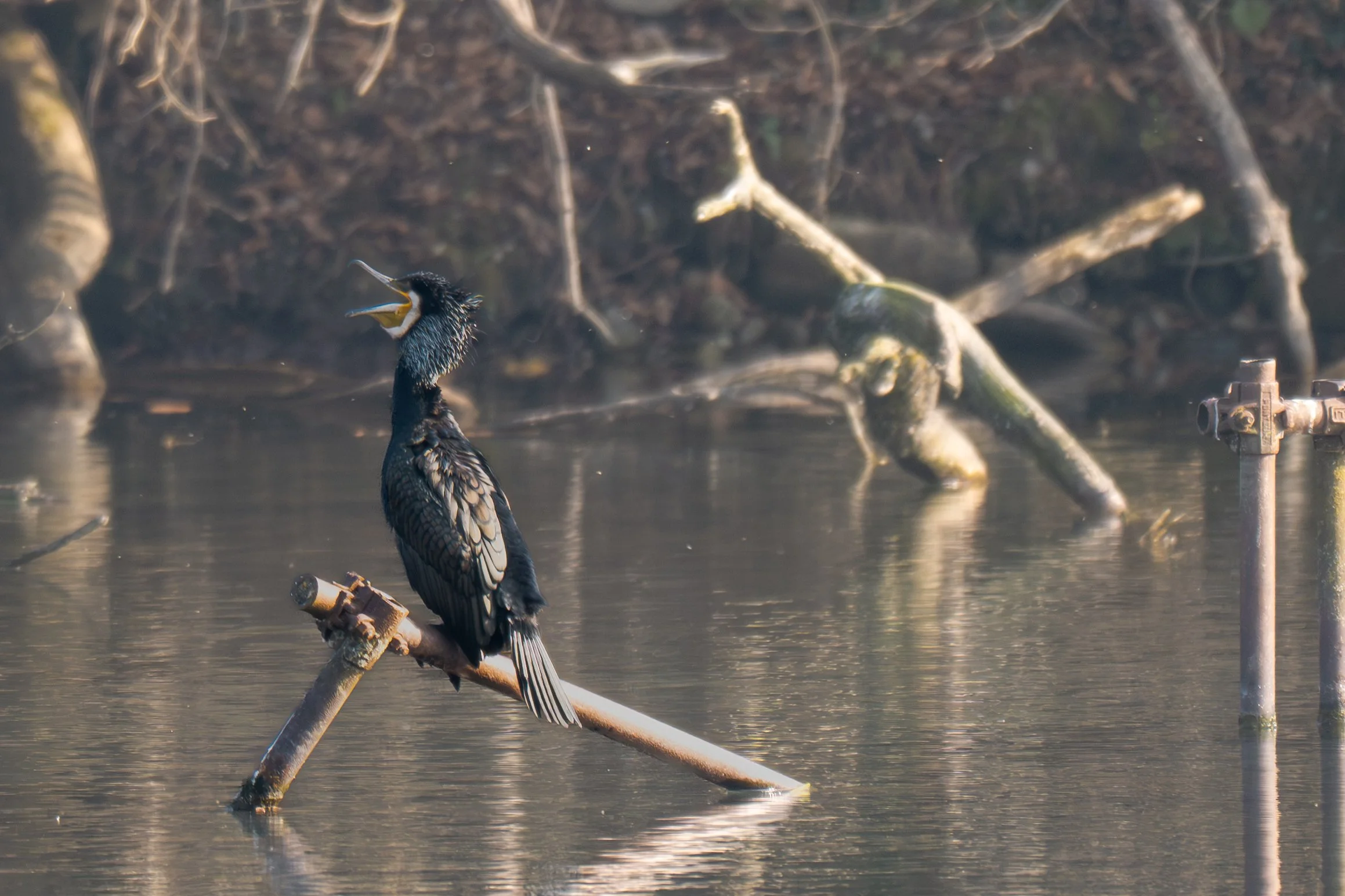 Test rep 2 (24 di 61).jpg