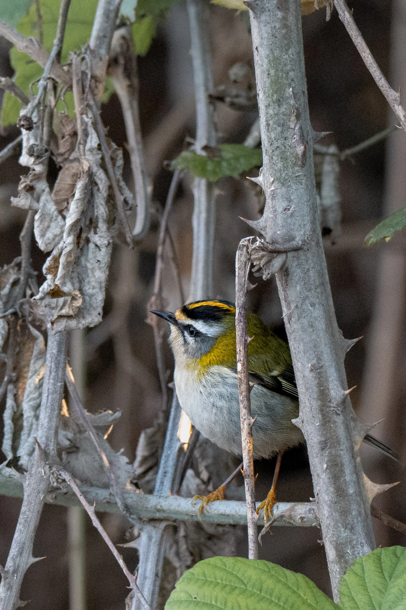 Test rep 2 (1 di 1) copia 11.jpg