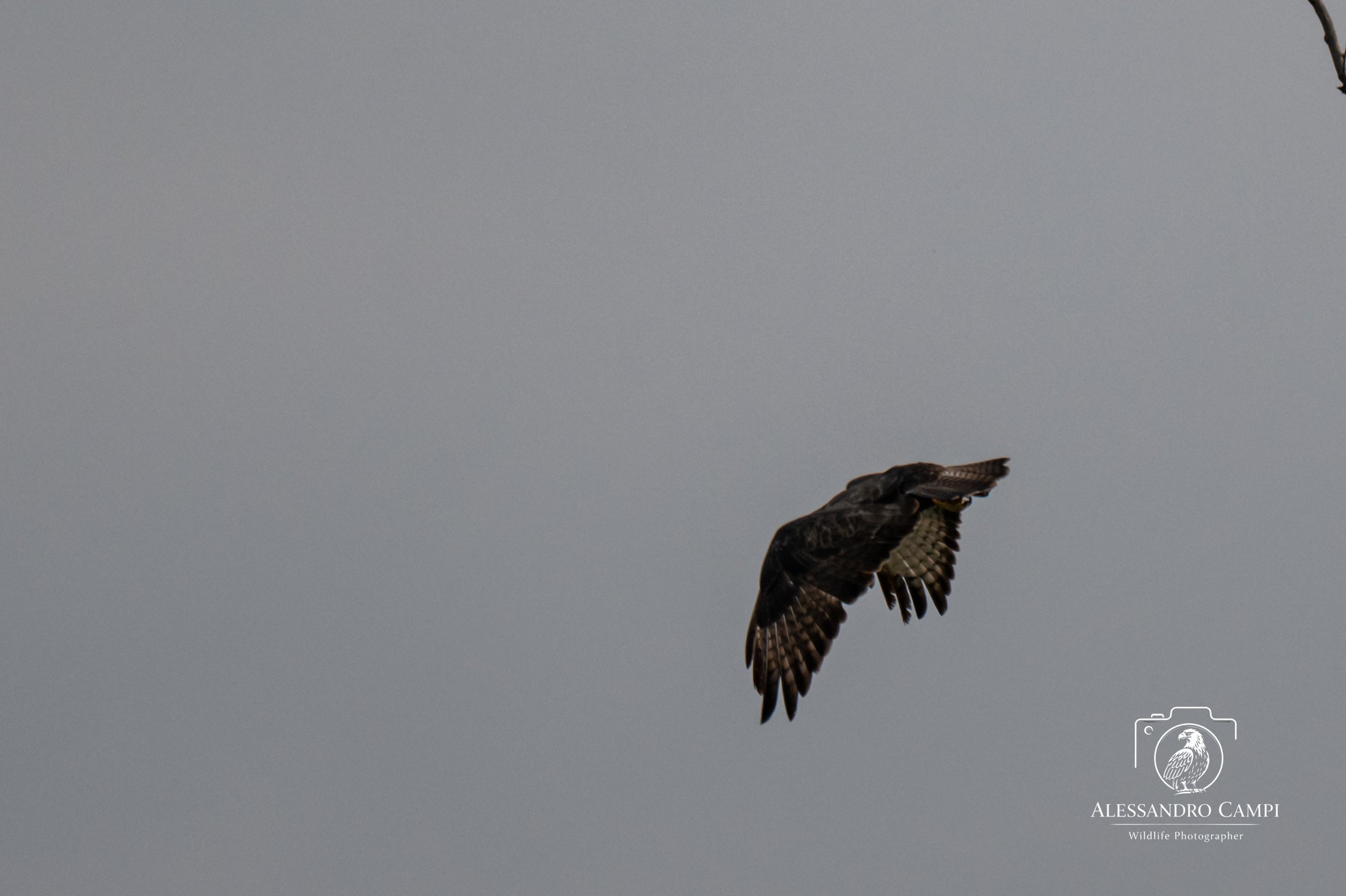 Poiana + Gazza (11 di 33).jpg