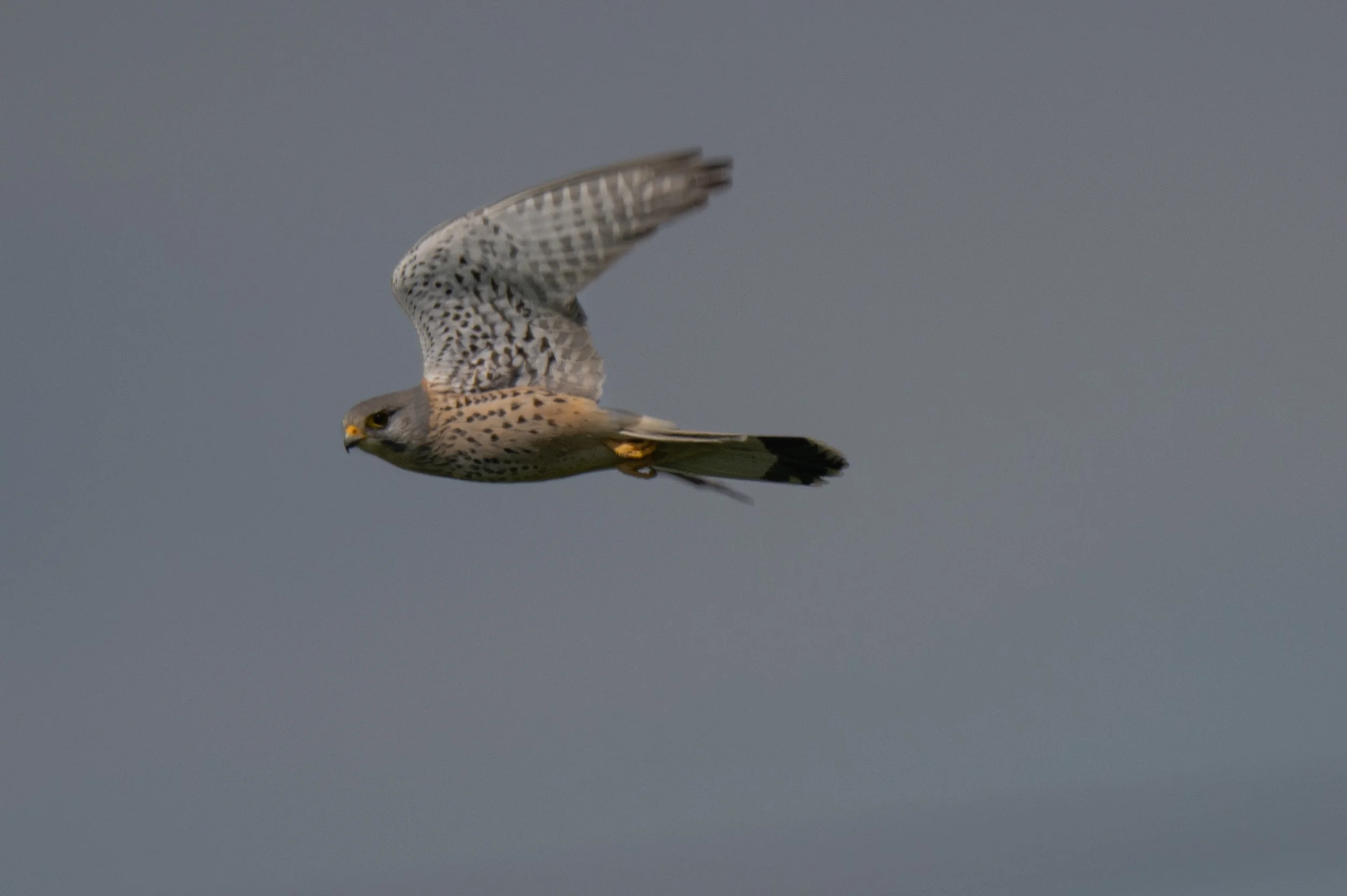 Birds (35 di 38).jpg