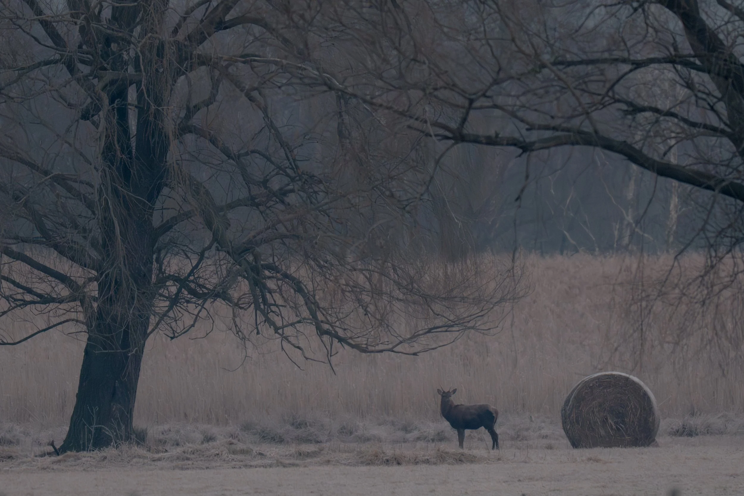 Pian di Spagna 10 Gennaio 2026