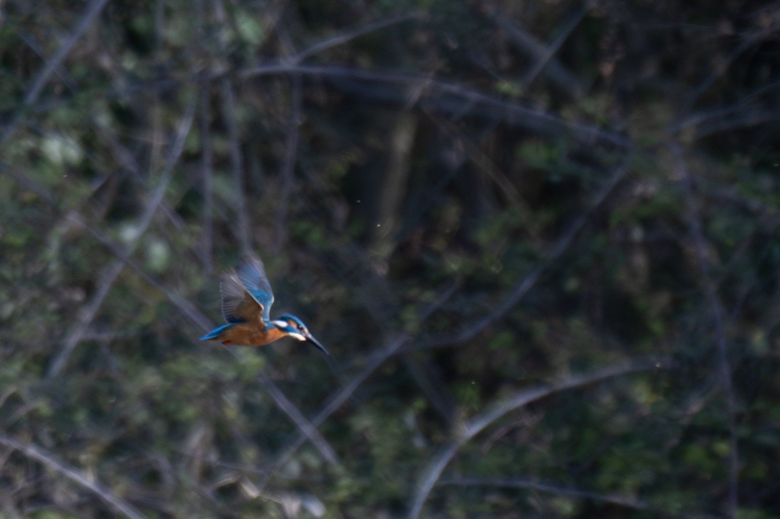 Birds (16 di 28).jpg