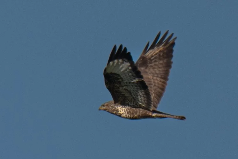 Test rep 2 (21 di 63).jpg