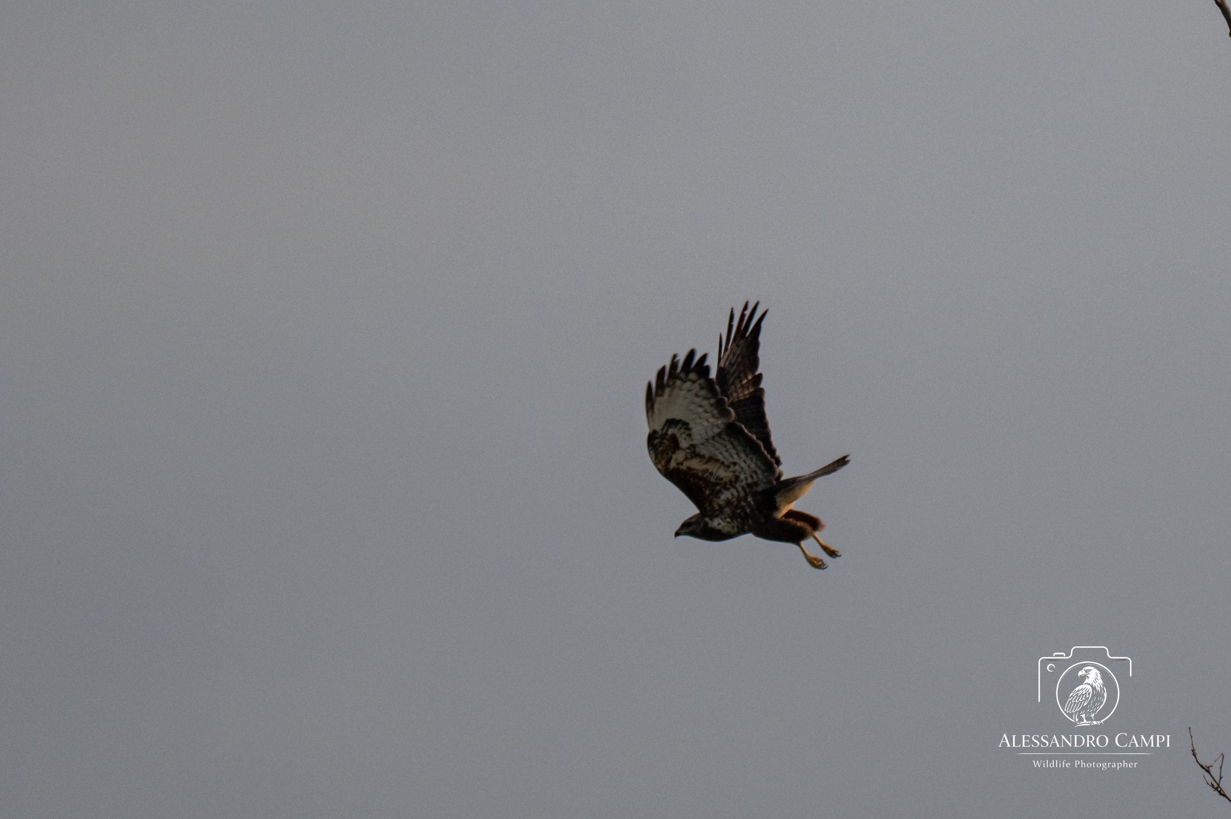 Poiana + Gazza (12 di 33).jpg