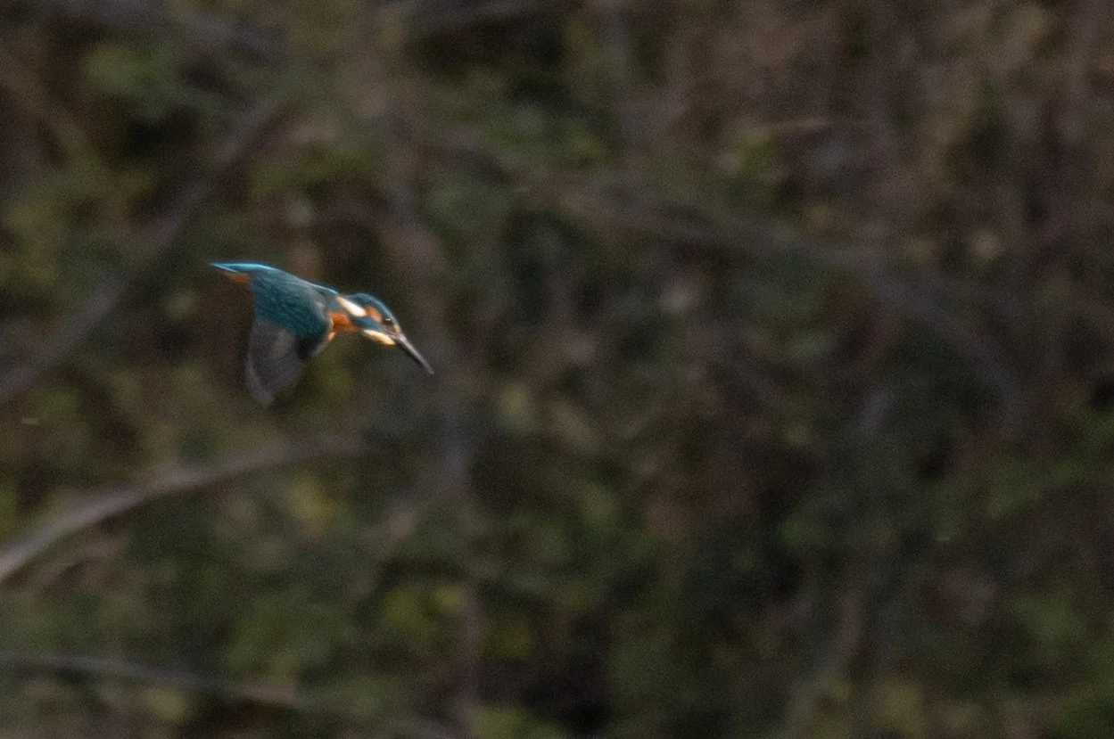 Birds (18 di 28).jpg