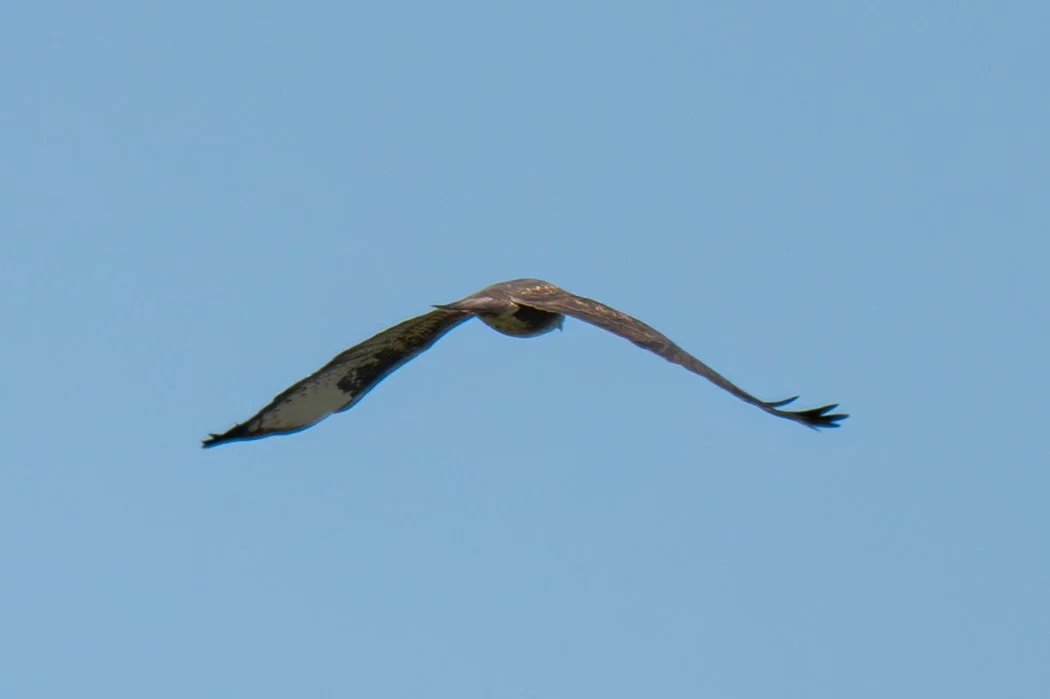 Test rep 2 (59 di 63).jpg