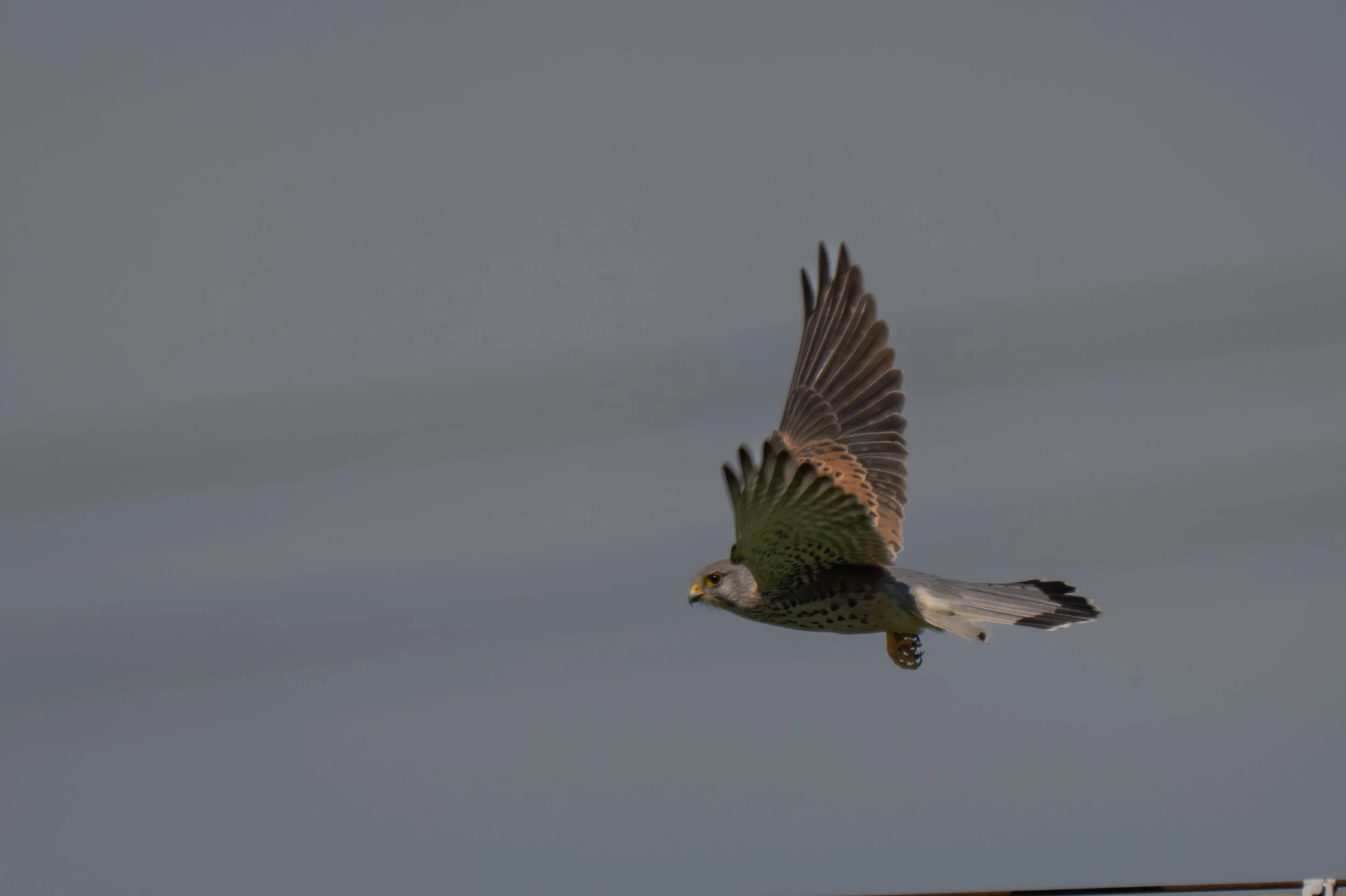 Birds (22 di 38).jpg