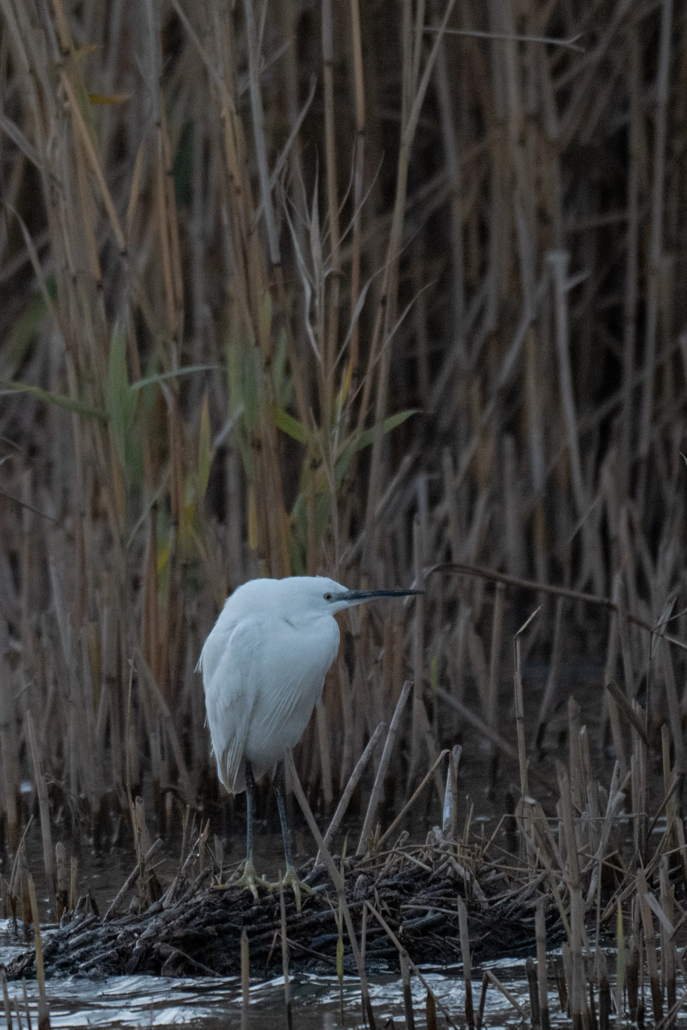 Test rep 2 (1 di 1) copia.jpg