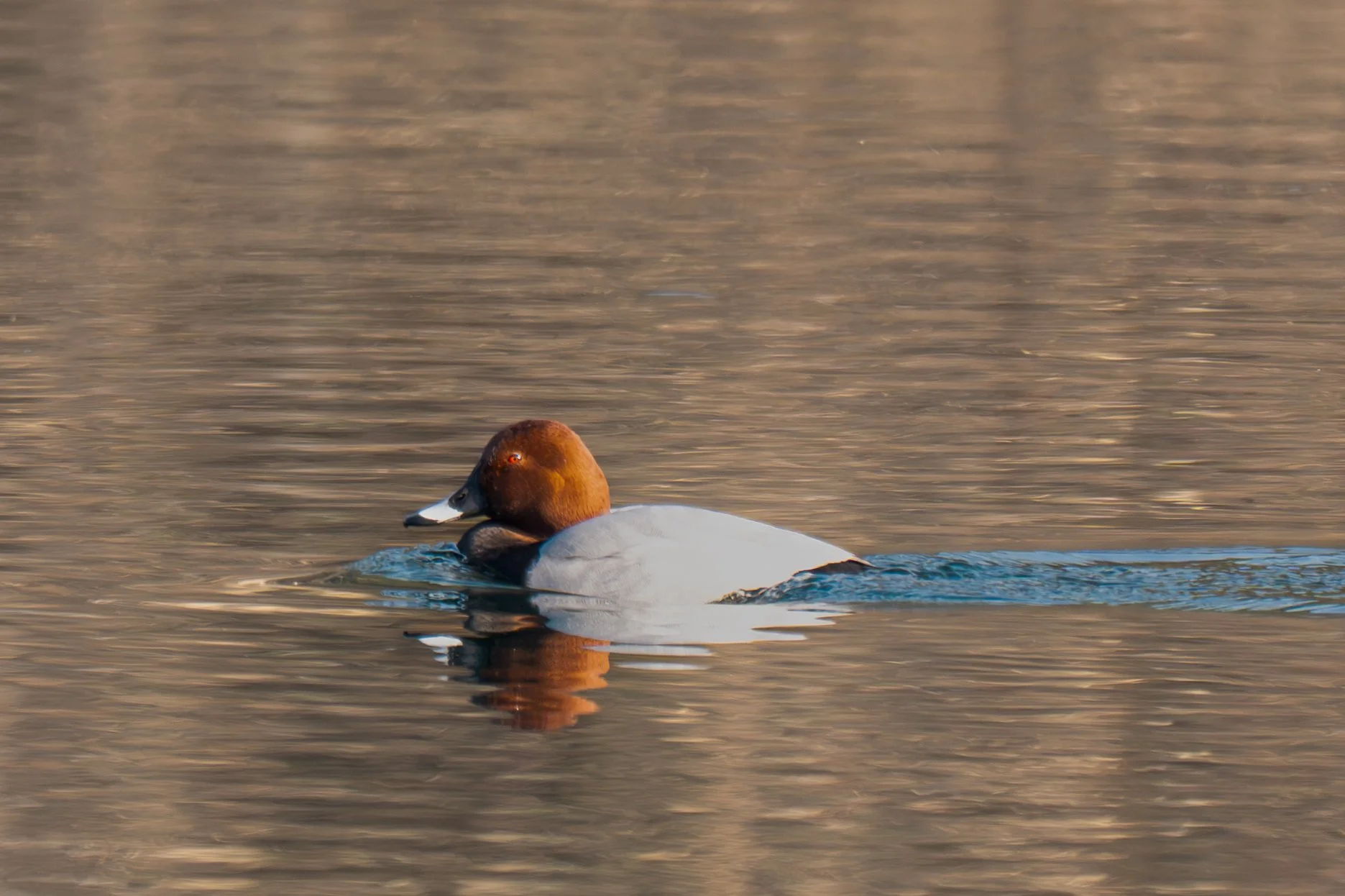 Test rep 2 (22 di 61).jpg