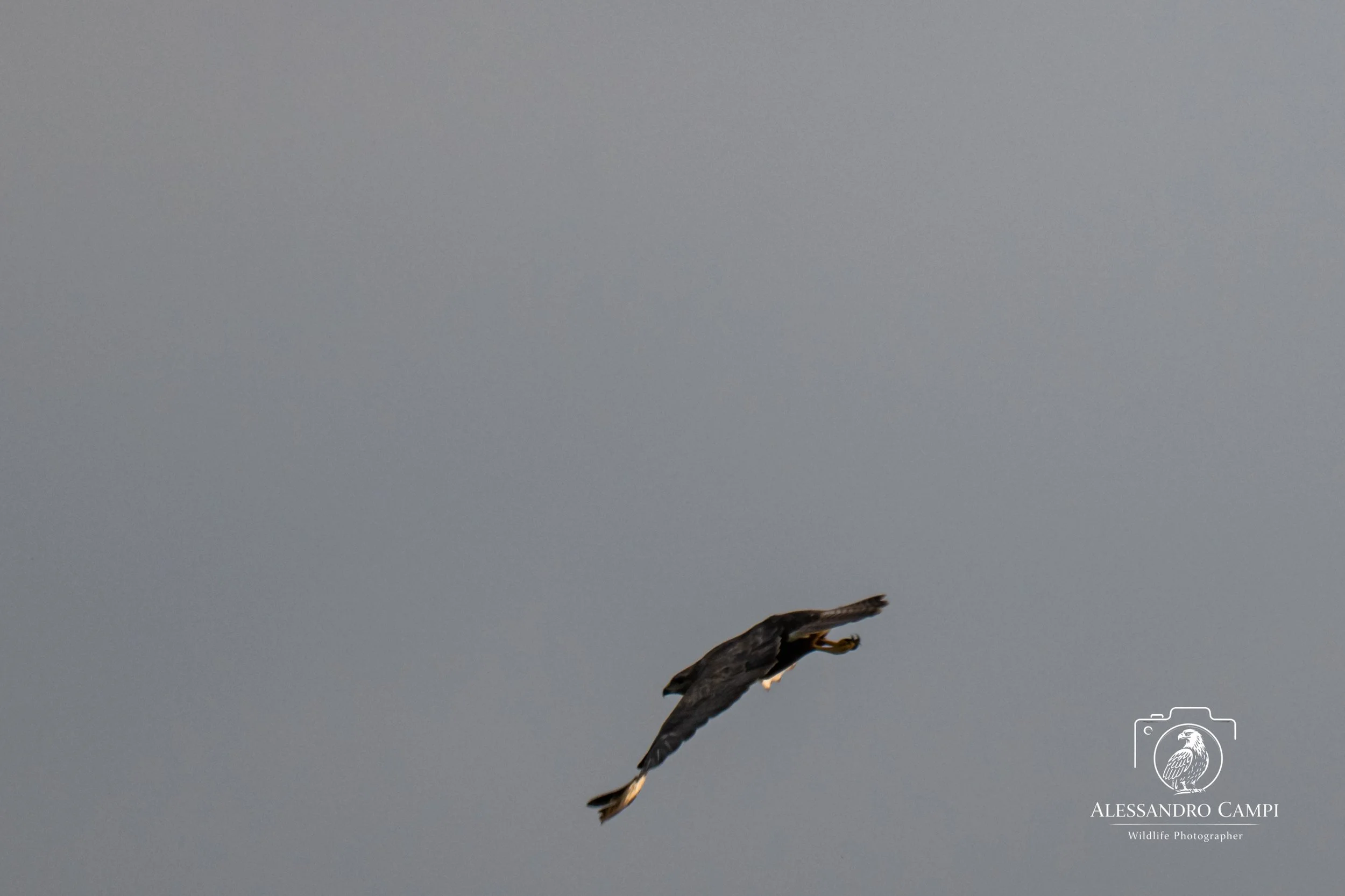 Poiana + Gazza (14 di 33).jpg