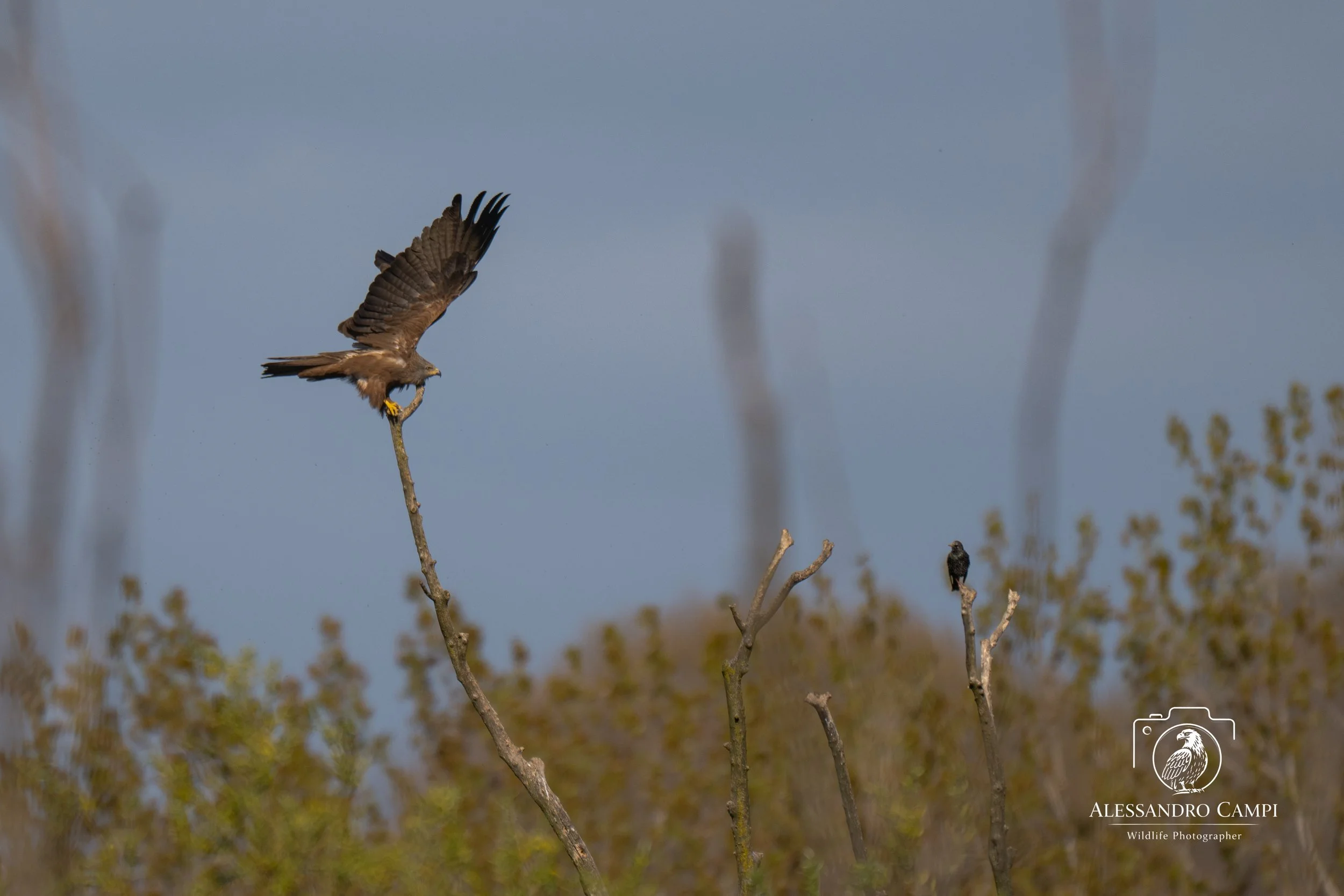 Birds (16 di 24).jpg