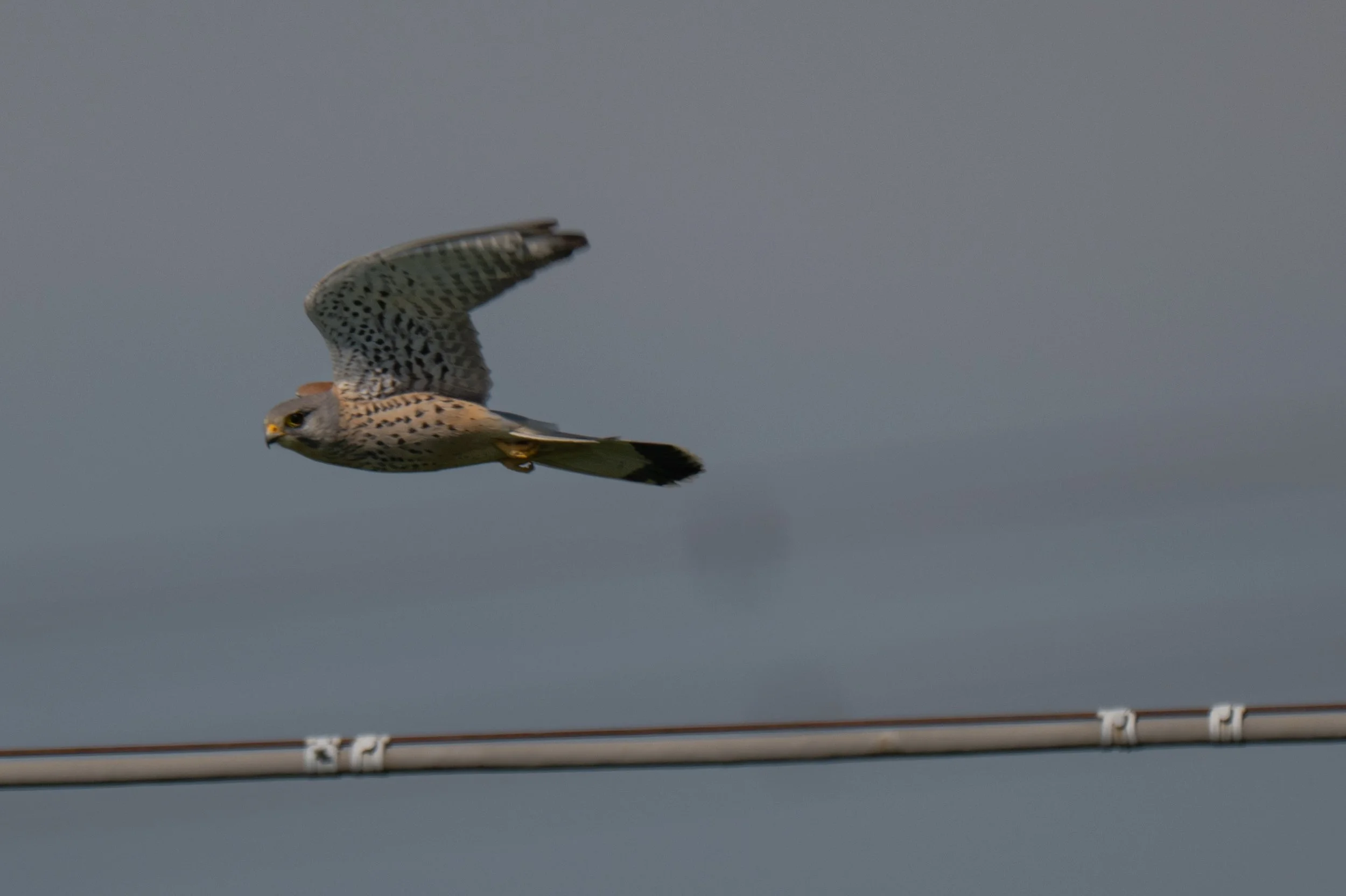 Birds (32 di 38).jpg