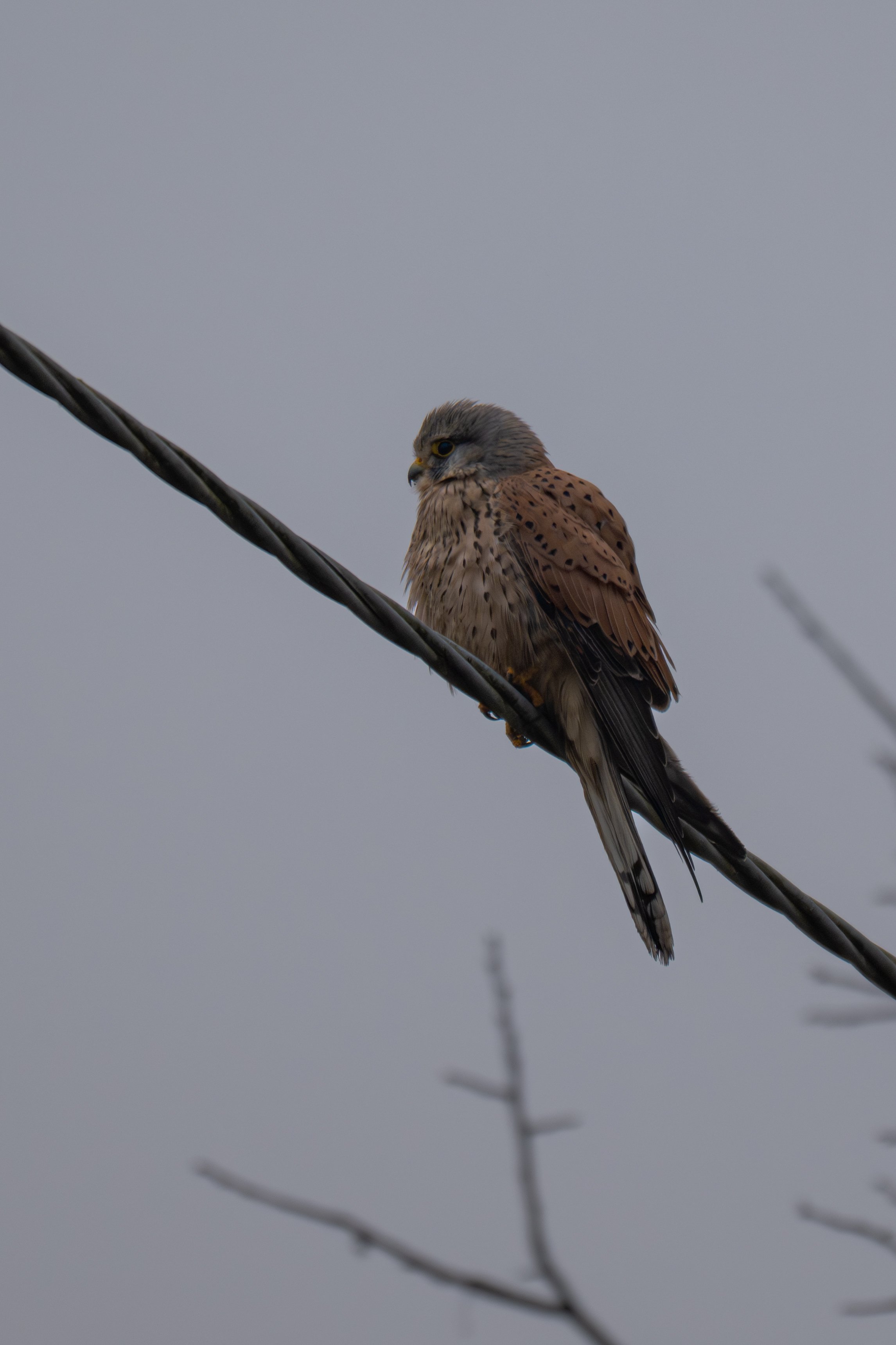 Test rep 2 (7 di 11).jpg