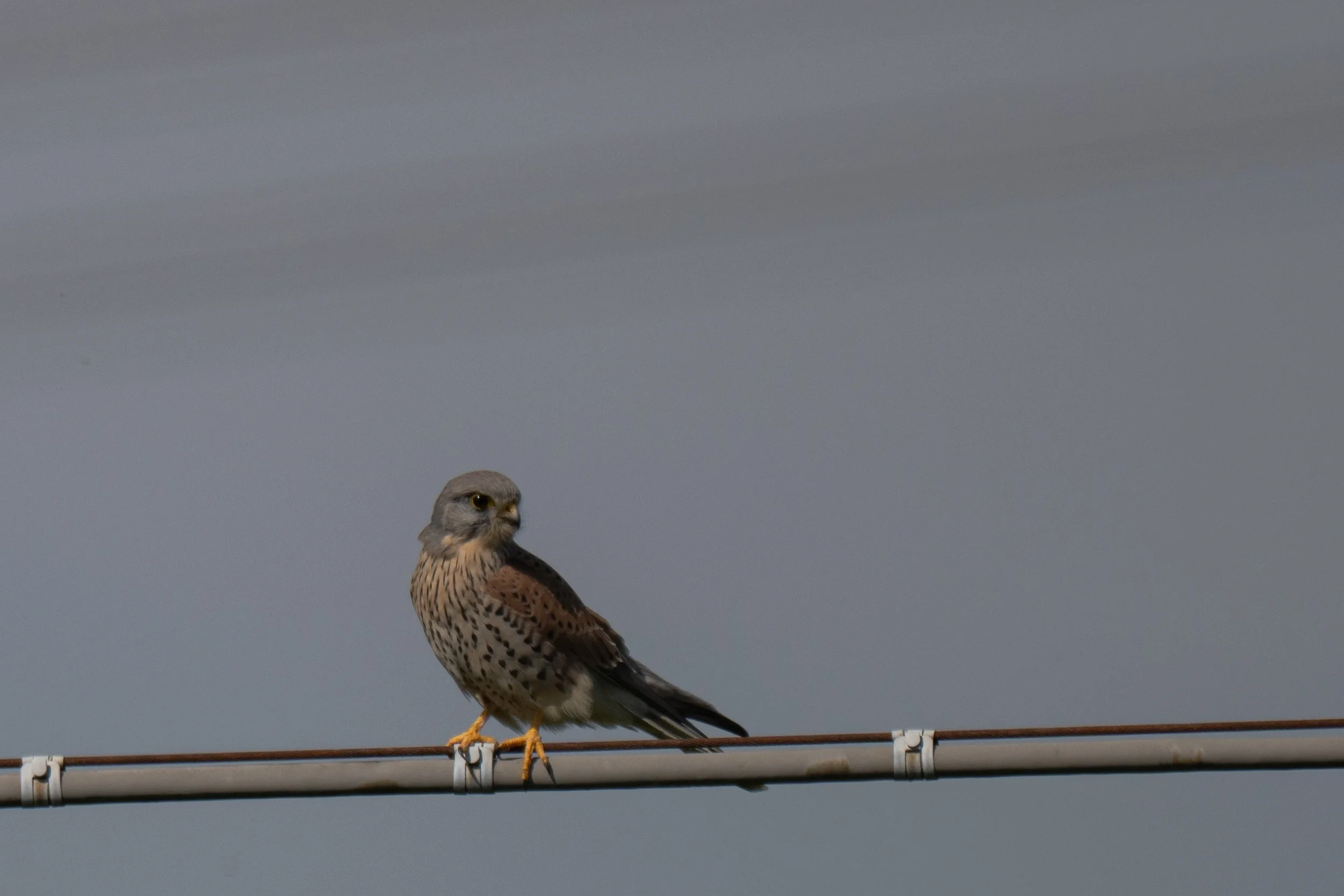 Birds (14 di 38).jpg