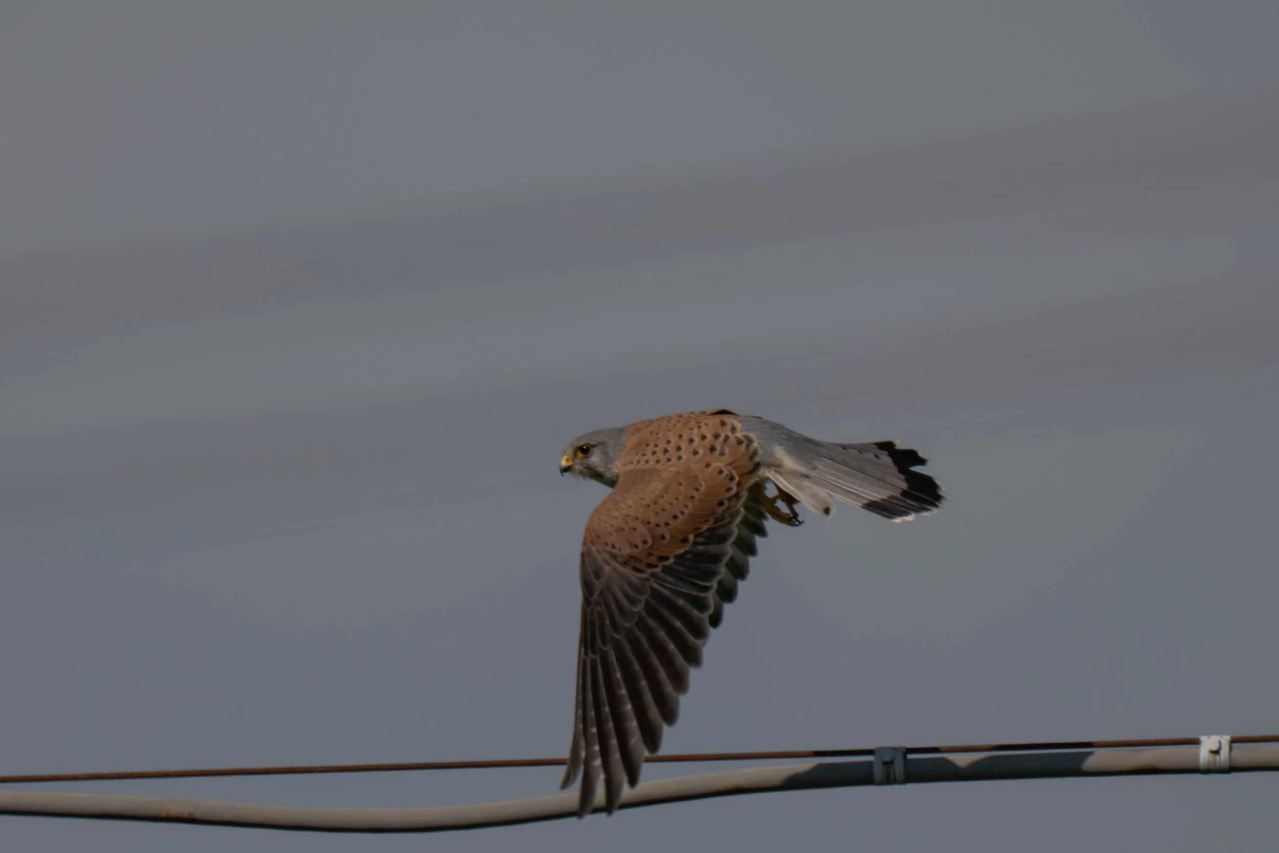 Birds (20 di 38).jpg