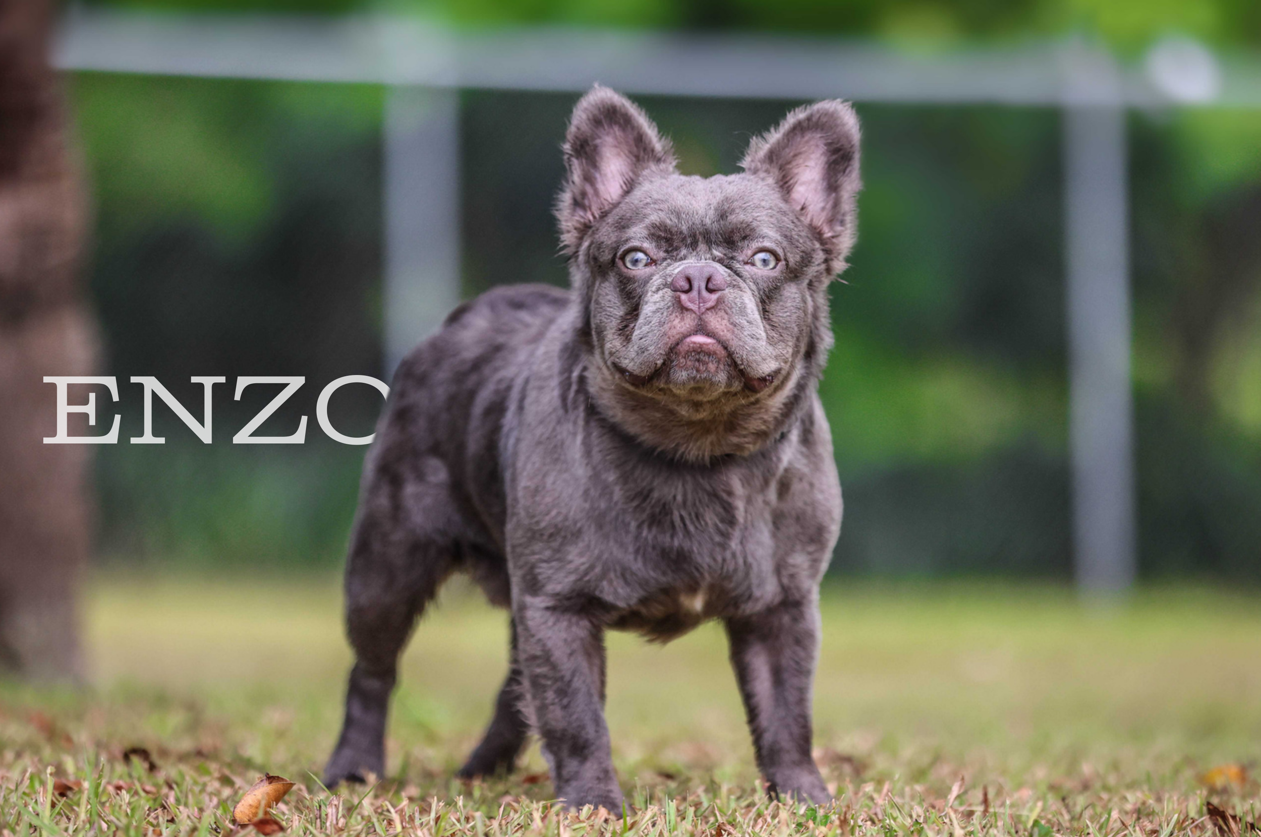 ENZO (3).png