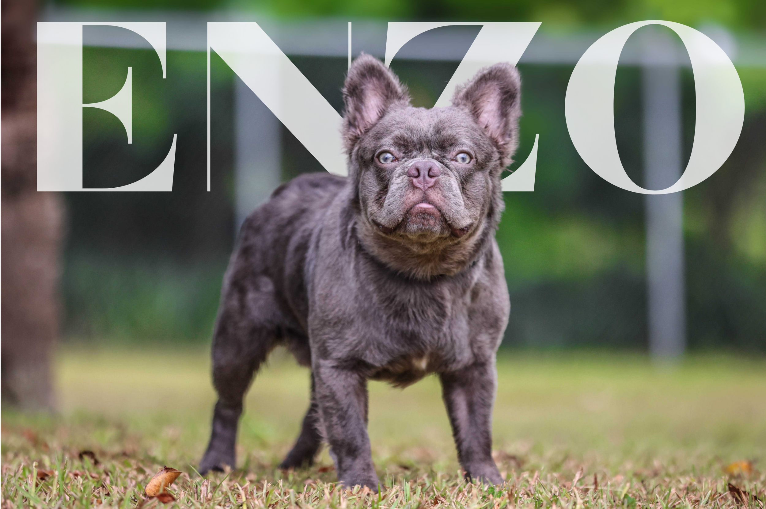 ENZO.png