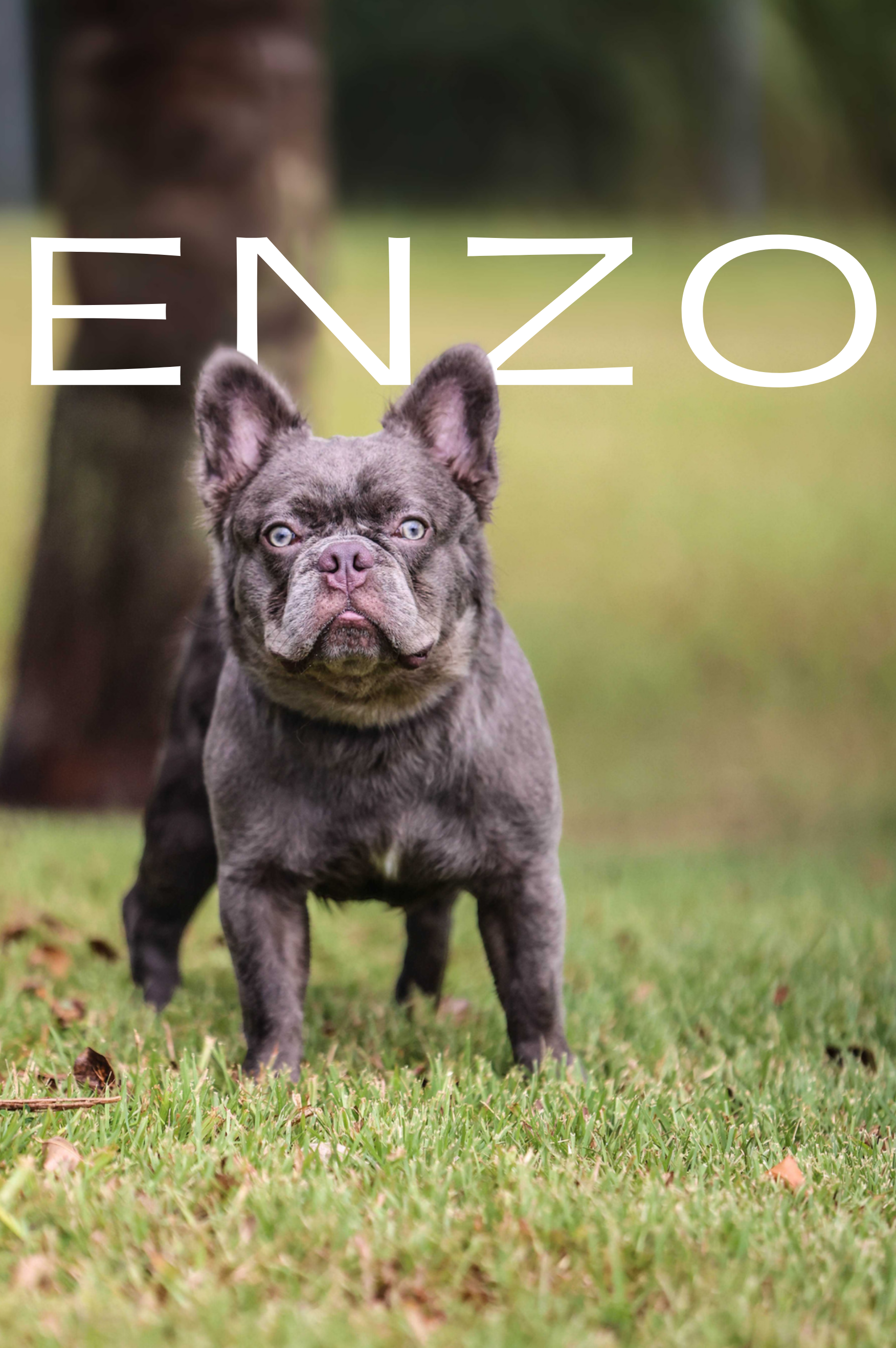 ENZO (5).png