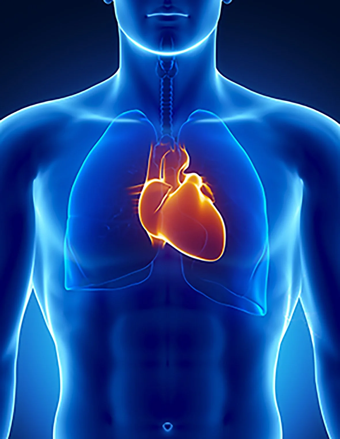 Digital illustration of a human torso highlighting the heart in orange and yellow colors with a glowing effect, set against a dark background with blue outlines of the body.
