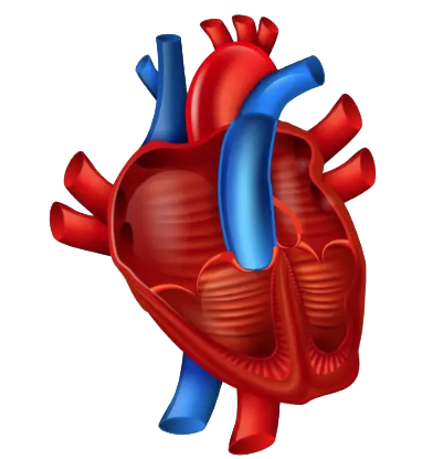 Illustration of a human heart with arteries and veins.