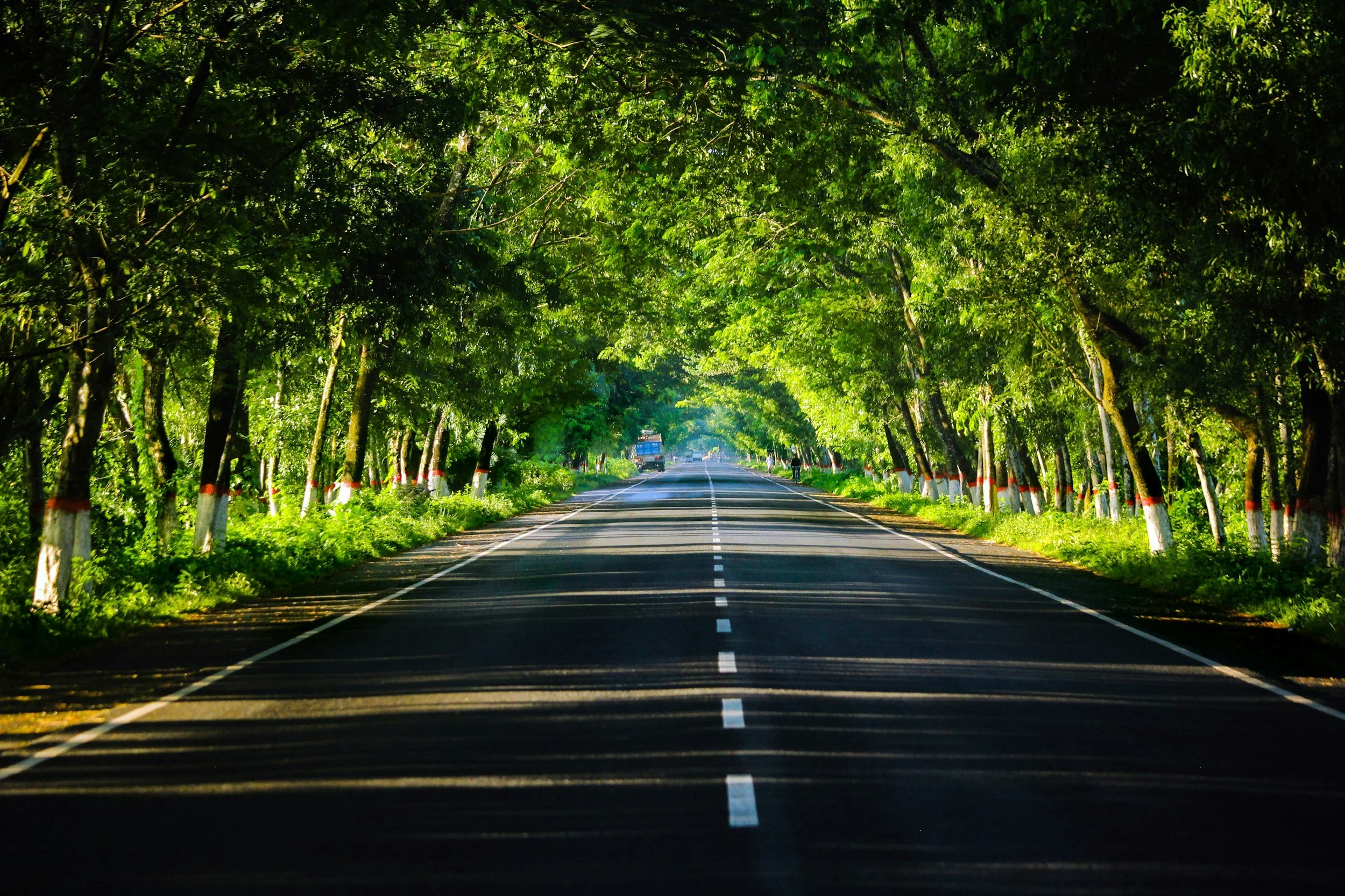 A straight road lined with trees on both sides, creating a canopy overhead, with shadows on the asphalt and a vehicle in the distance.
