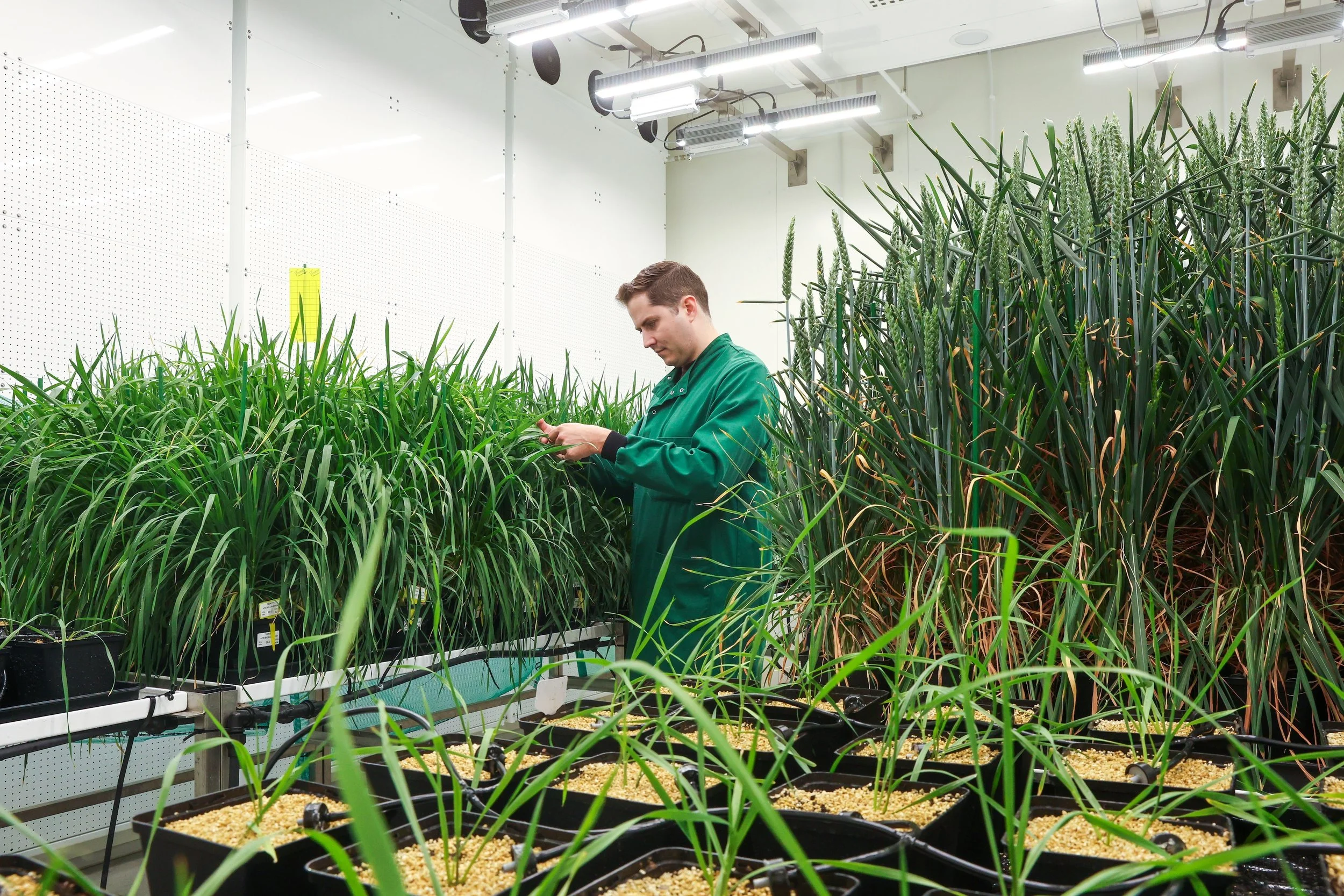 Ross+Hendron,+co-founder+and+CEO+of+Wild+Bioscience+inspecting+precision-bred+wheat+at+Milton+Park,+Oxfordshire,+which+is+producing+seeds+for+field+trials+this+year.jpg