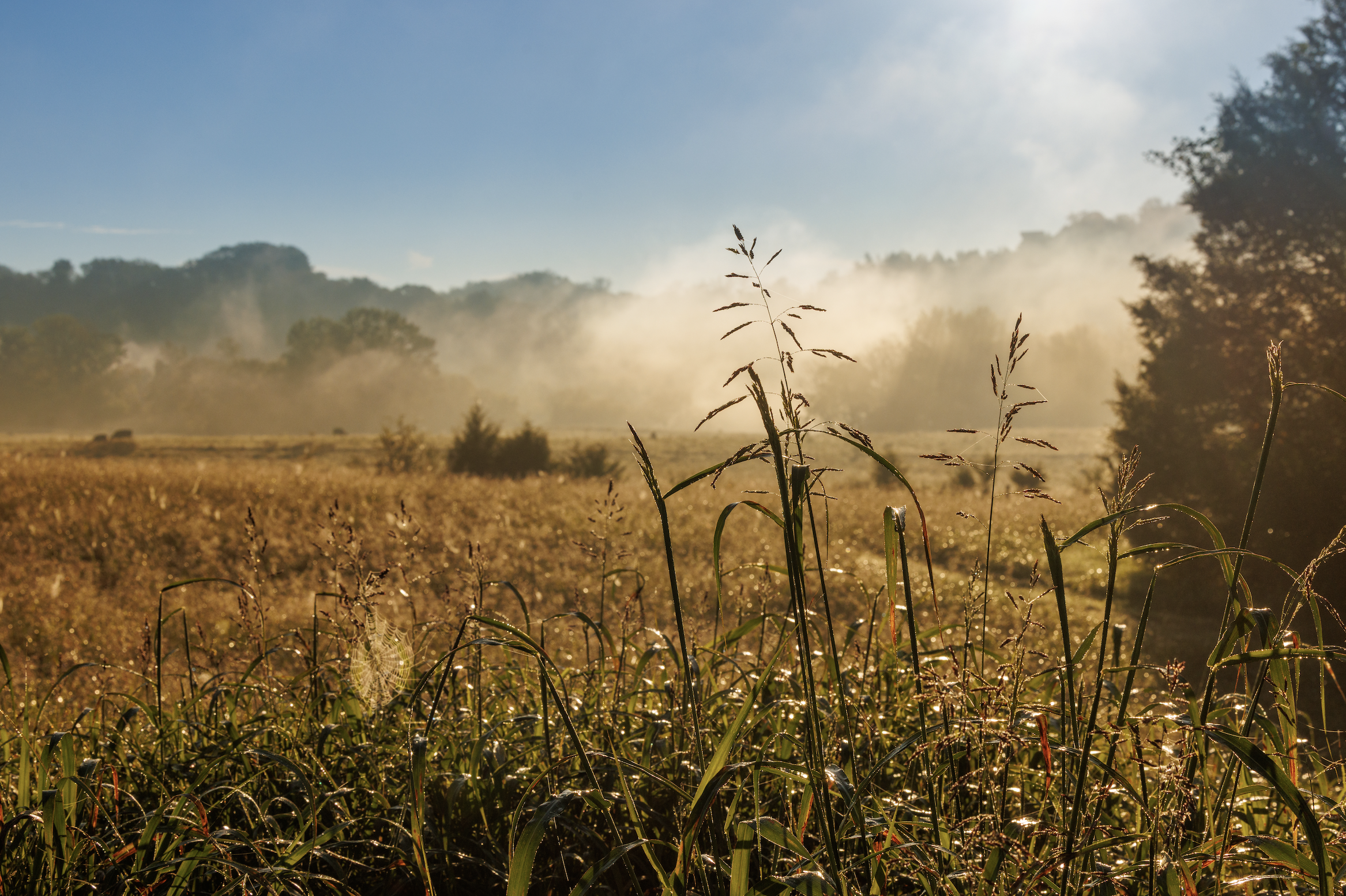 Foggy Field