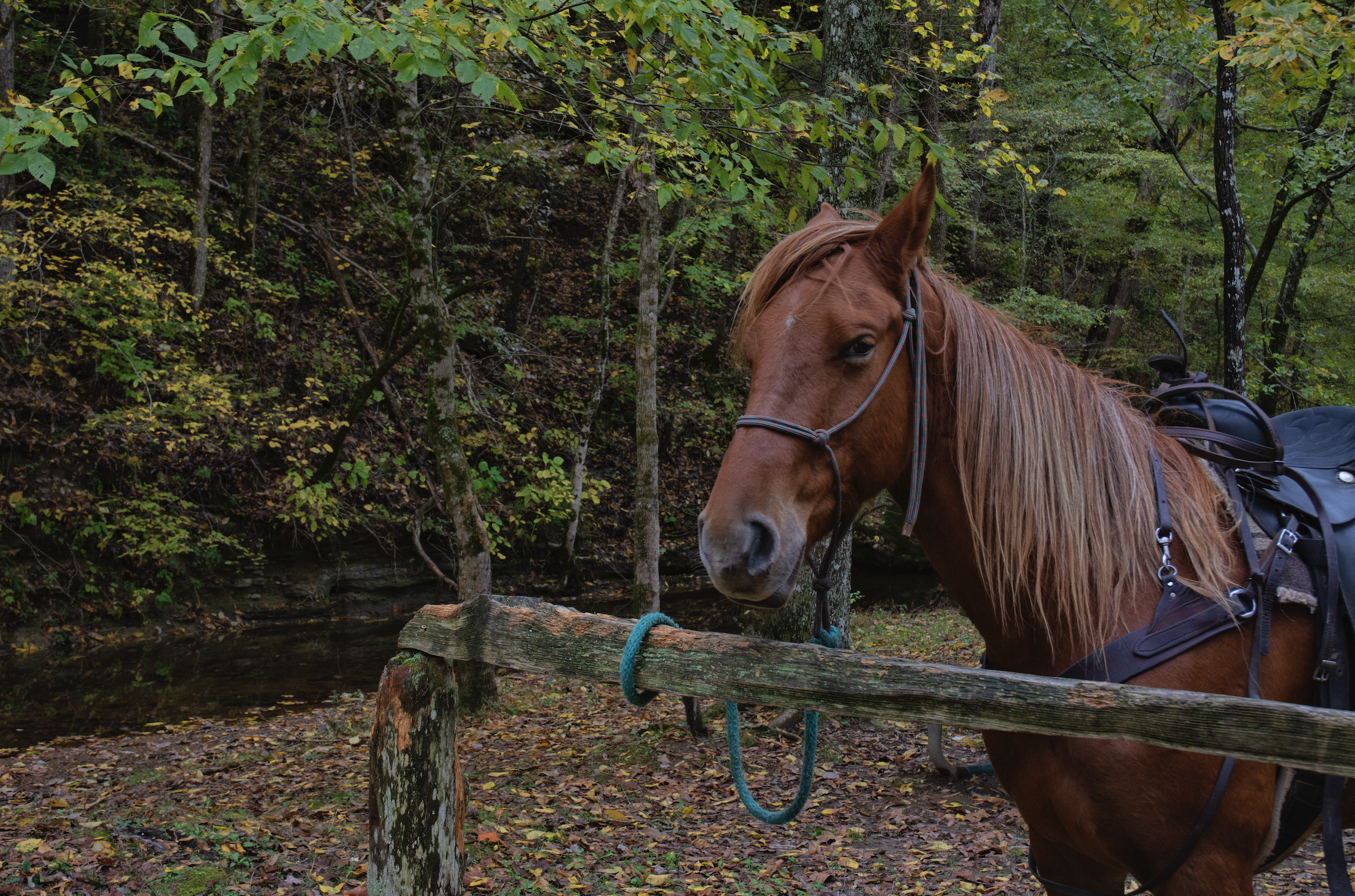 Horse Along The Trace