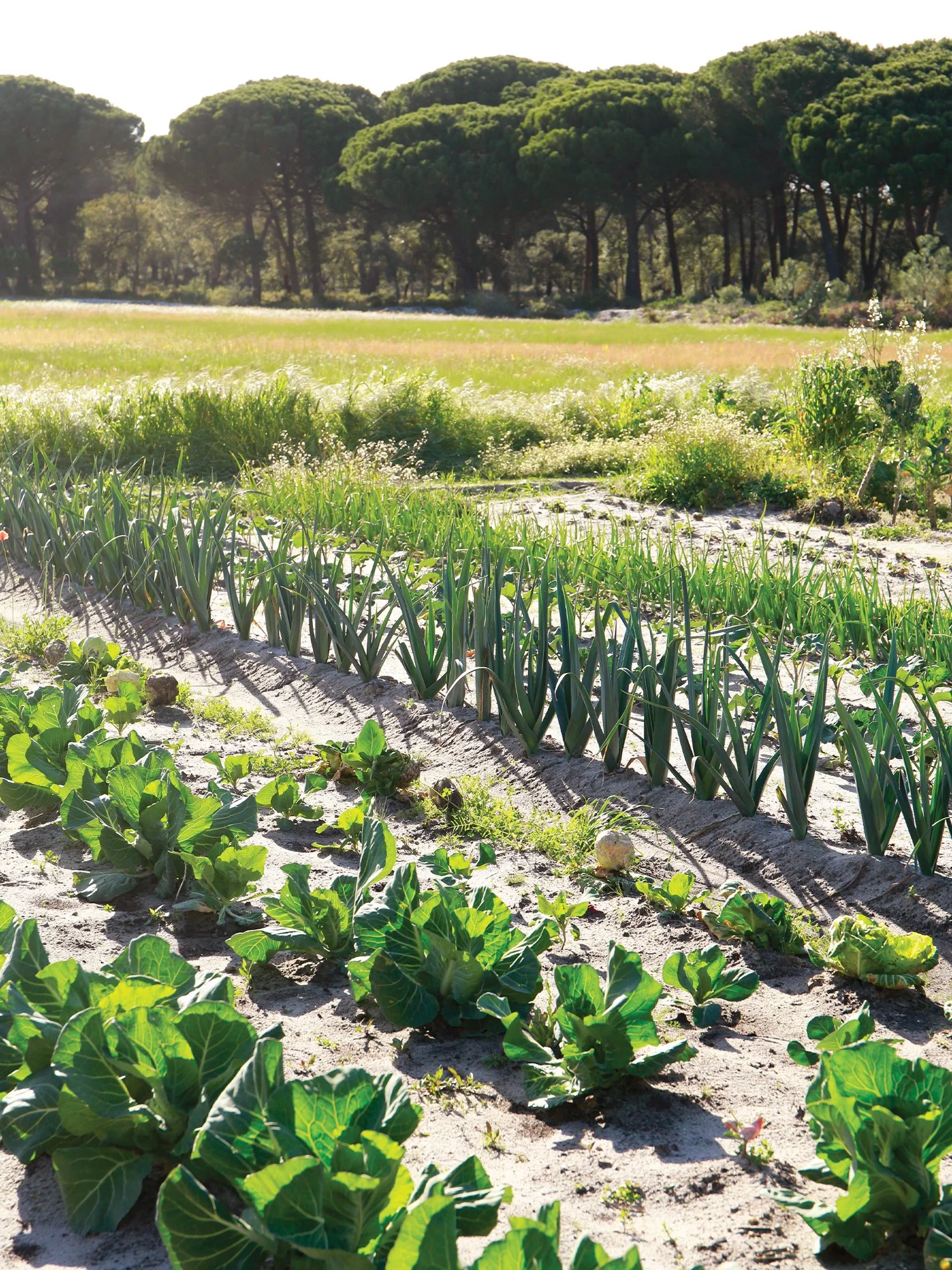 Cultivo de plantas de cebolla y repolho en un campo agrícola con árboles en el fondo.