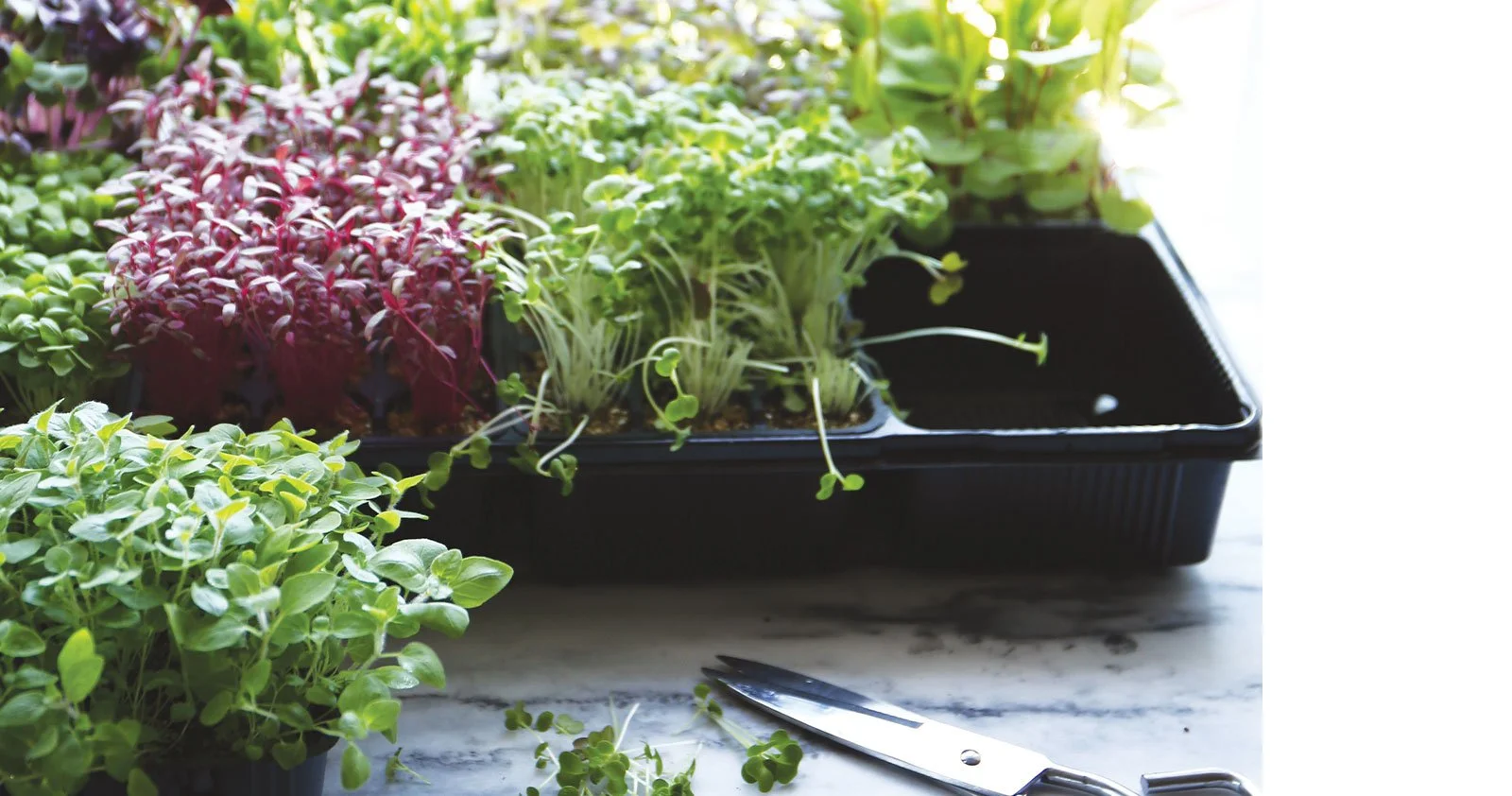 Mudas de hortaliças em bandejas de cultivo no vaso preto, com uma tesoura ao lado, em uma superfície de mármore, recebendo luz natural.