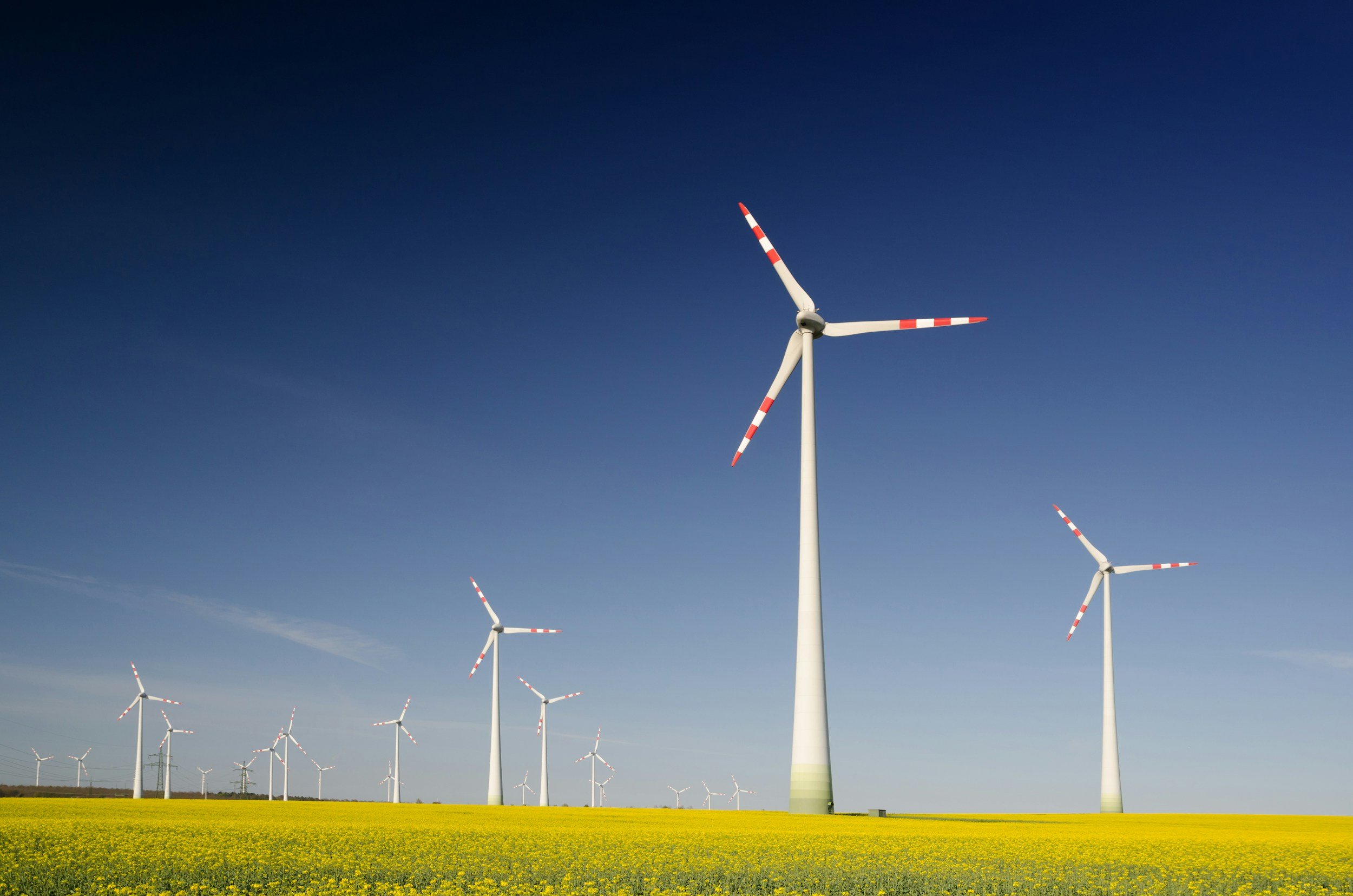 A field of yellow flowers with wind turbines under a clear blue sky.