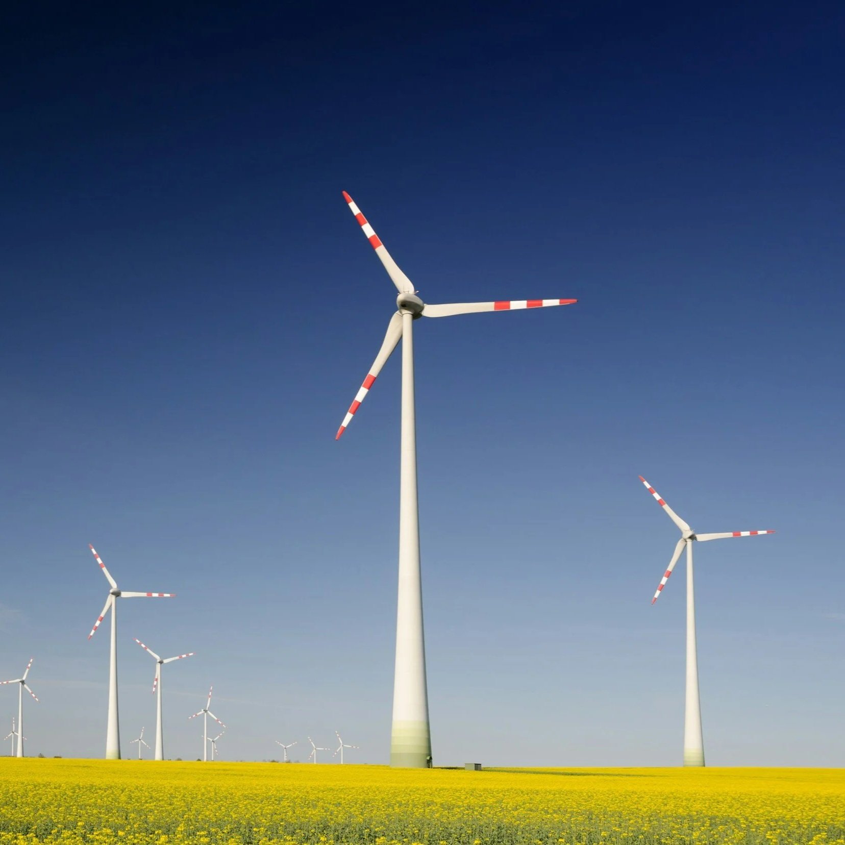 Multiple wind turbines with white and red blades in a yellow flowering field against a clear blue sky.