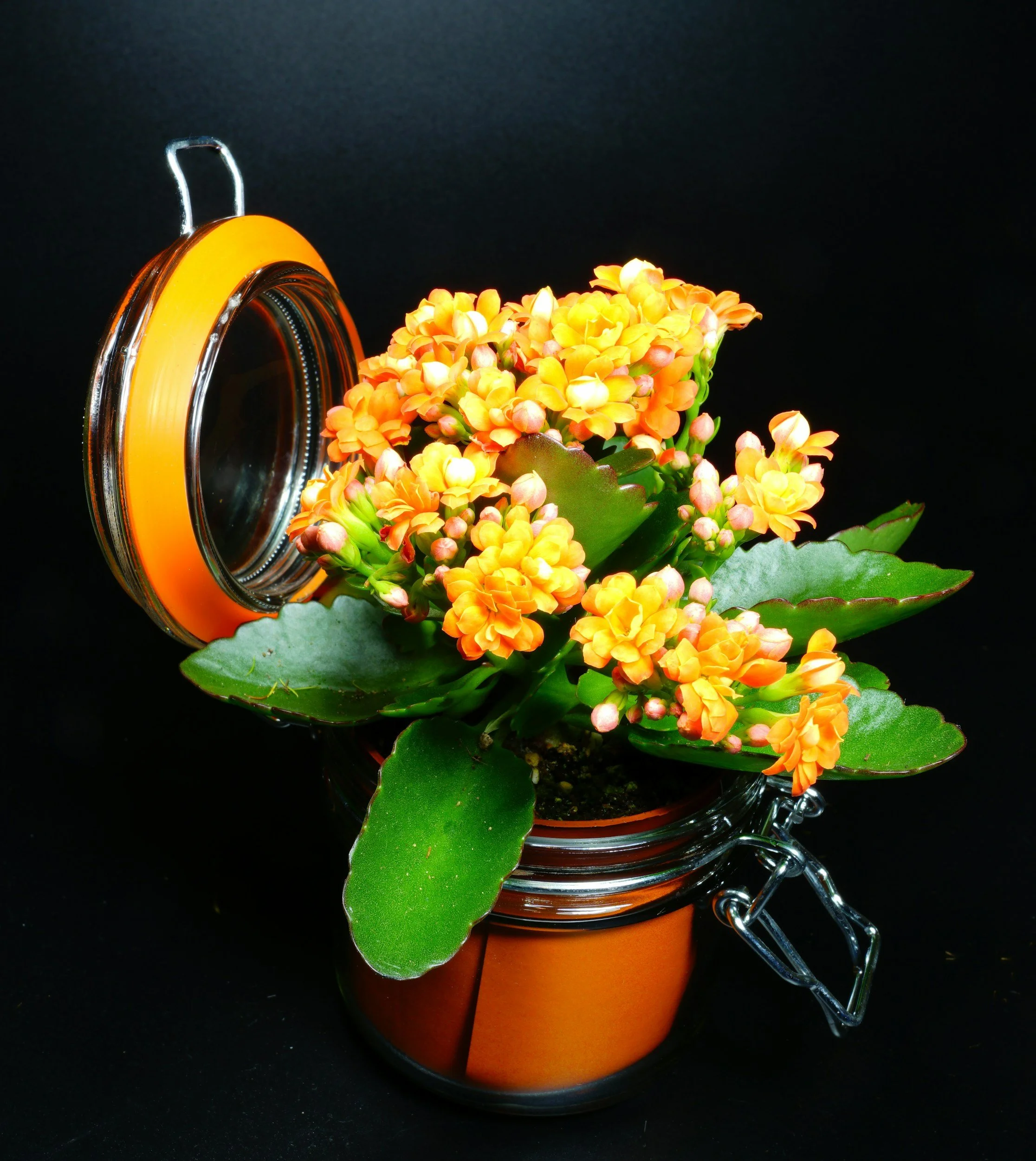Orange flowers in a small pot with an orange lid and chain, against a black background.