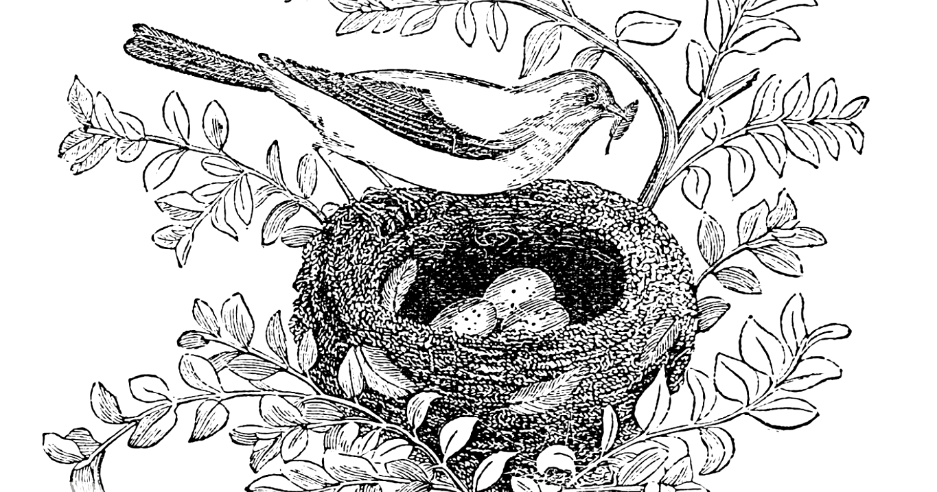Black and white drawing of a bird sitting on the edge of a nest with eggs inside, surrounded by foliage.