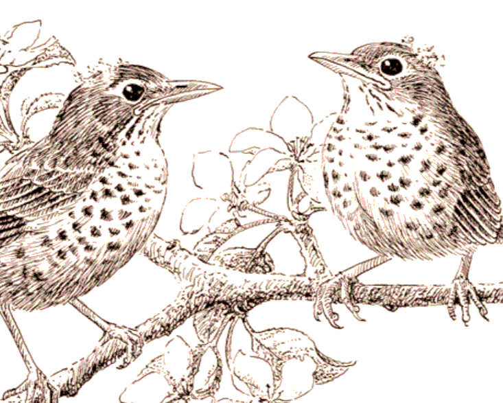 Close-up of green malachite gemstones with layered, banded patterns.