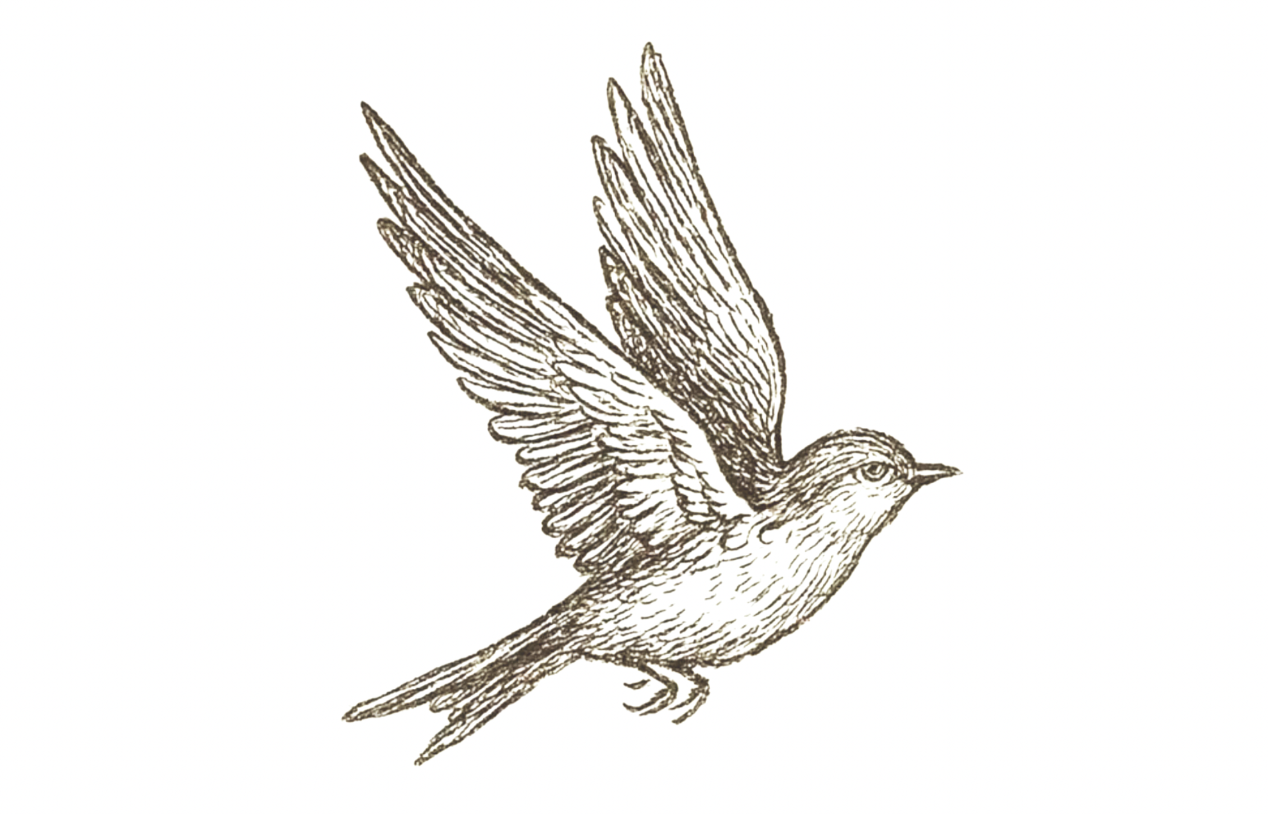 Line drawing of a bird in flight with wings spread.