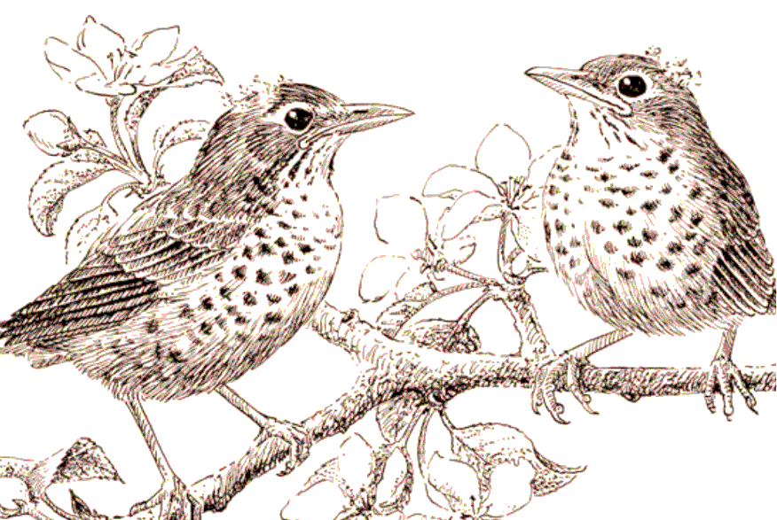 A decorative illustration of a bird's nest made of intertwined leaves and twigs, with three eggs inside.