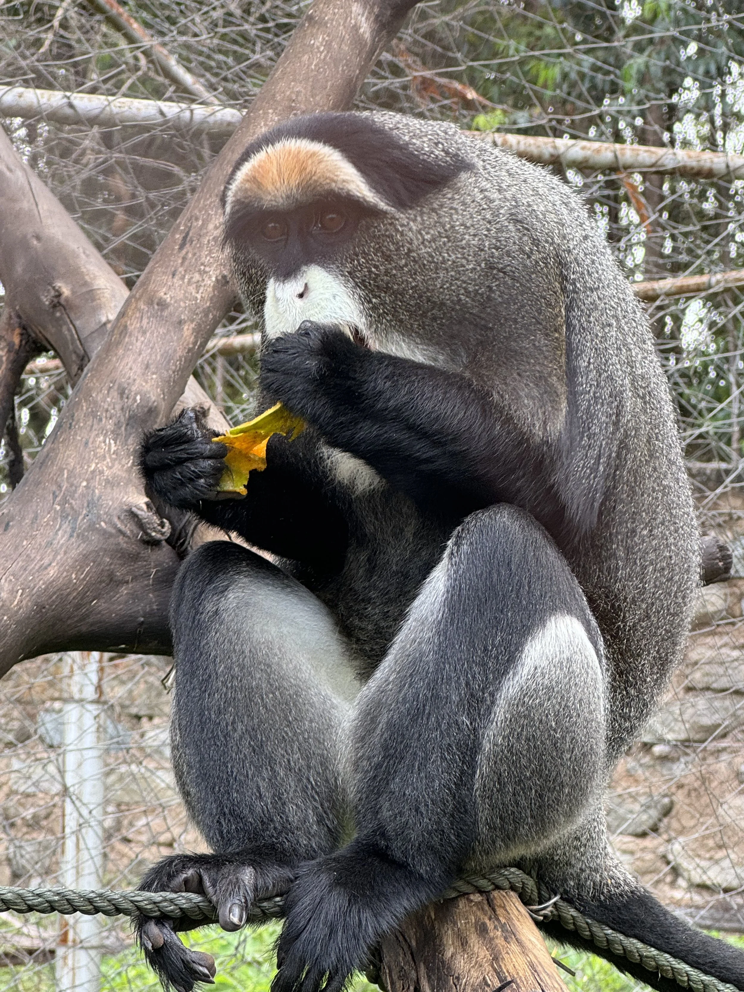 Kenyan monkey.jpg