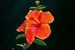 Close-up of a bright orange and red hibiscus flower against a black background.