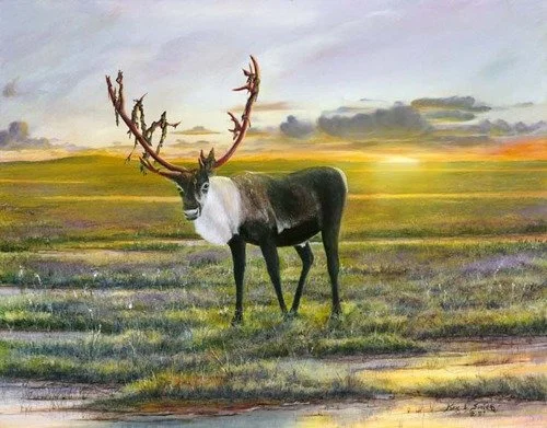 Caribou at Prudhoe Bay