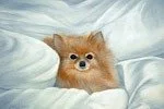 A small Pomeranian dog with fluffy fur lying in white bedding.