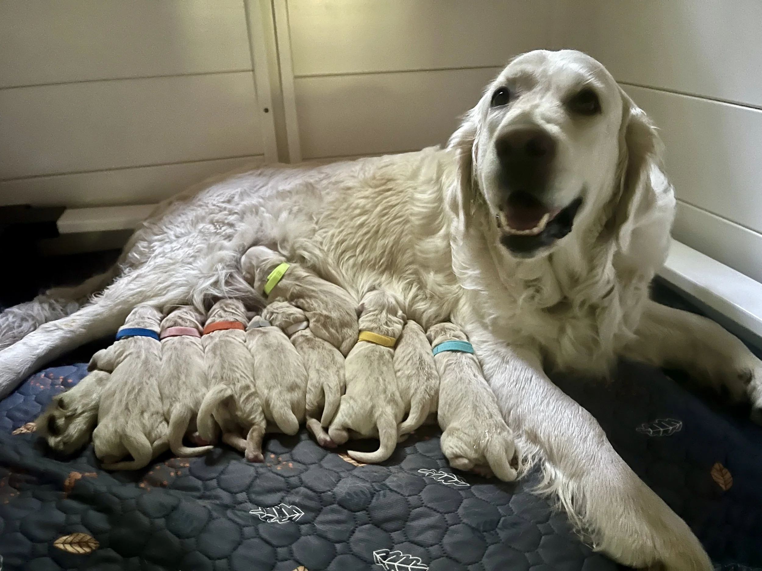 Puppies are here! 